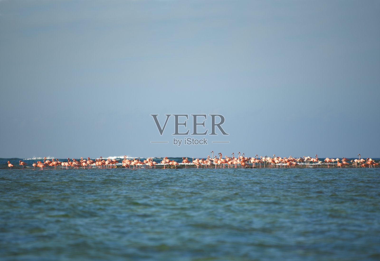 鸟类-巴哈马-一大群野生火烈鸟站在一个海洋浅滩照片摄影图片