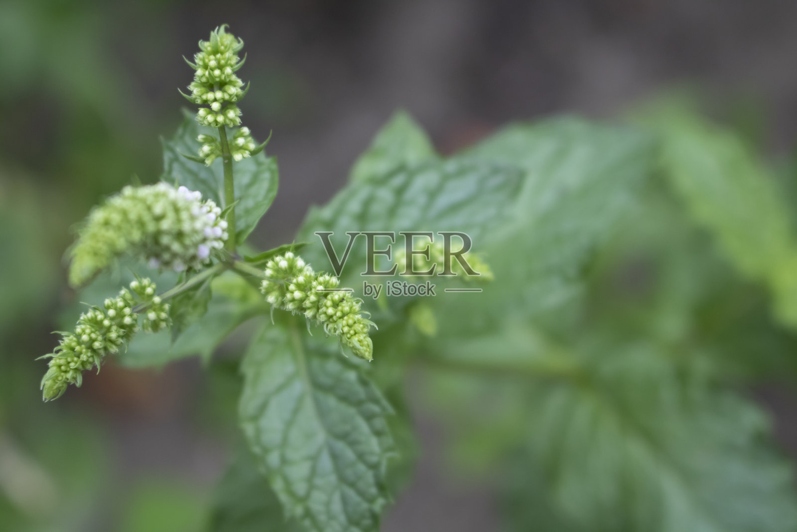 薄荷顶部花和种子靠近绿色的花园照片摄影图片