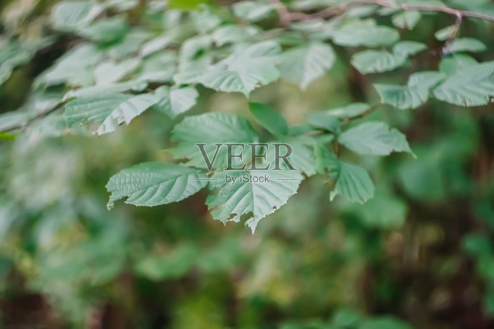 野生森林里的绿叶。照片摄影图片