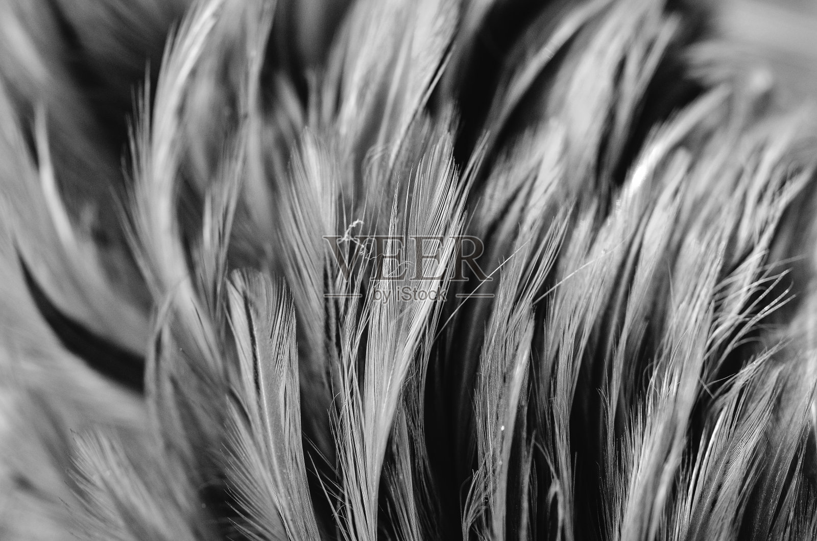 鸡毛近照照片摄影图片