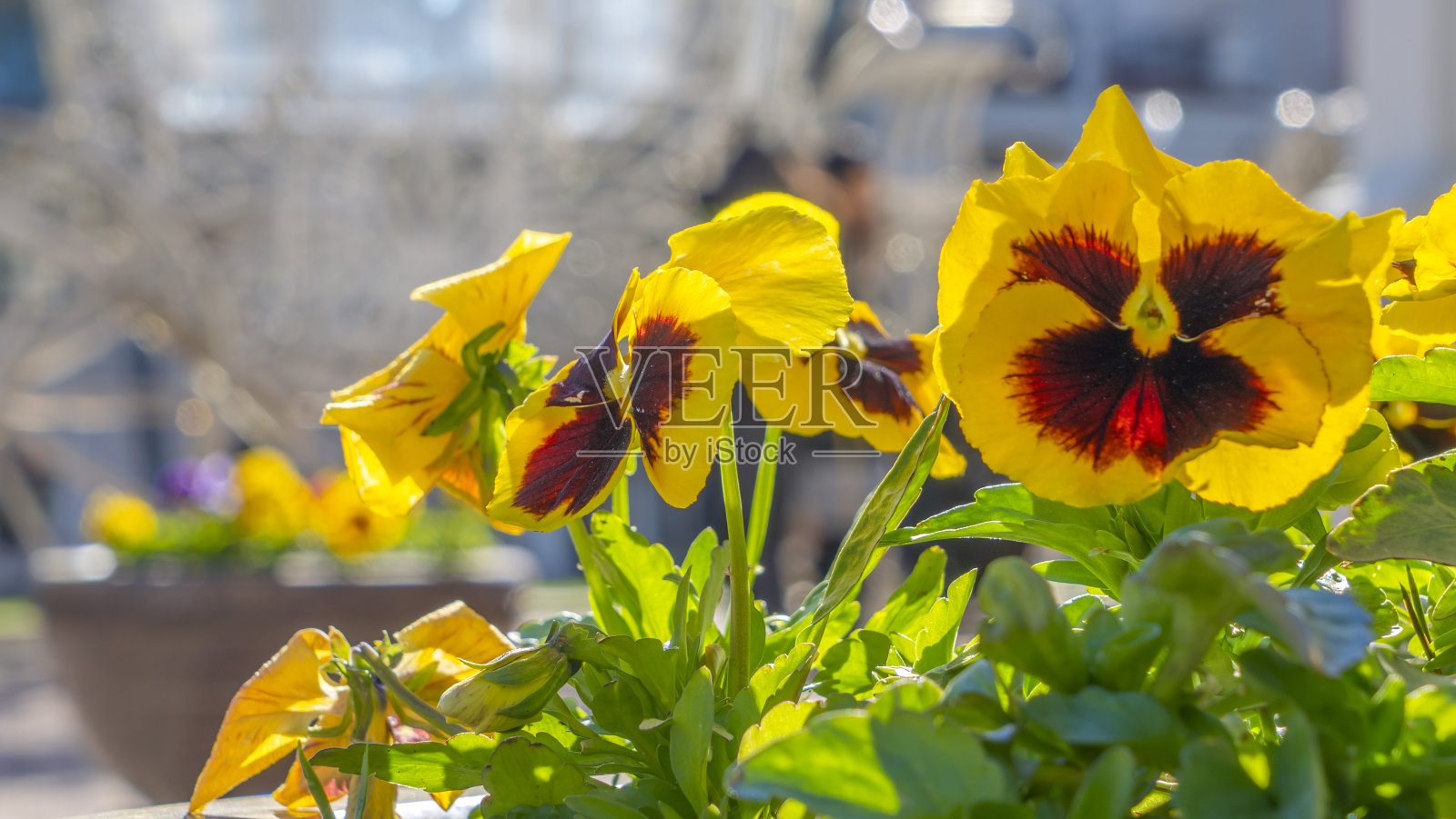 彩色三色堇的特写。美丽的花朵图案。五彩花卉地毯为背景。照片摄影图片