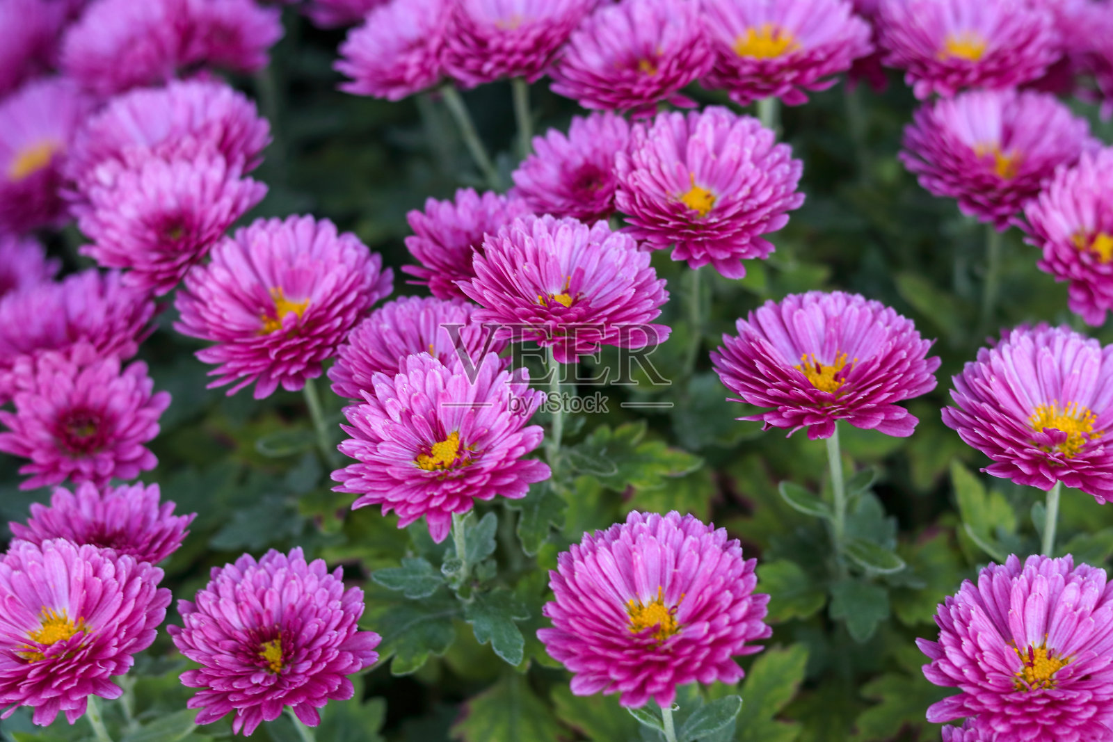 粉红菊花选择性集中。菊花的特写。照片摄影图片