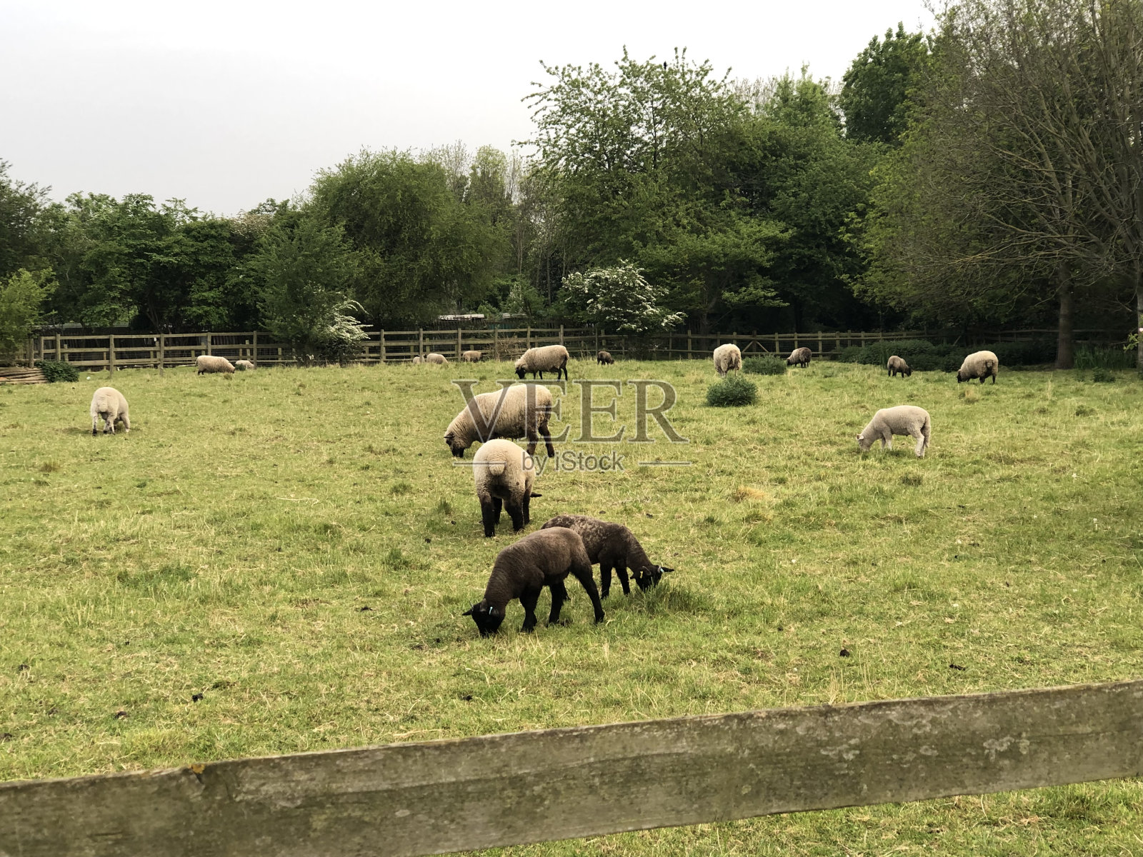 Muchutte城市农场照片摄影图片