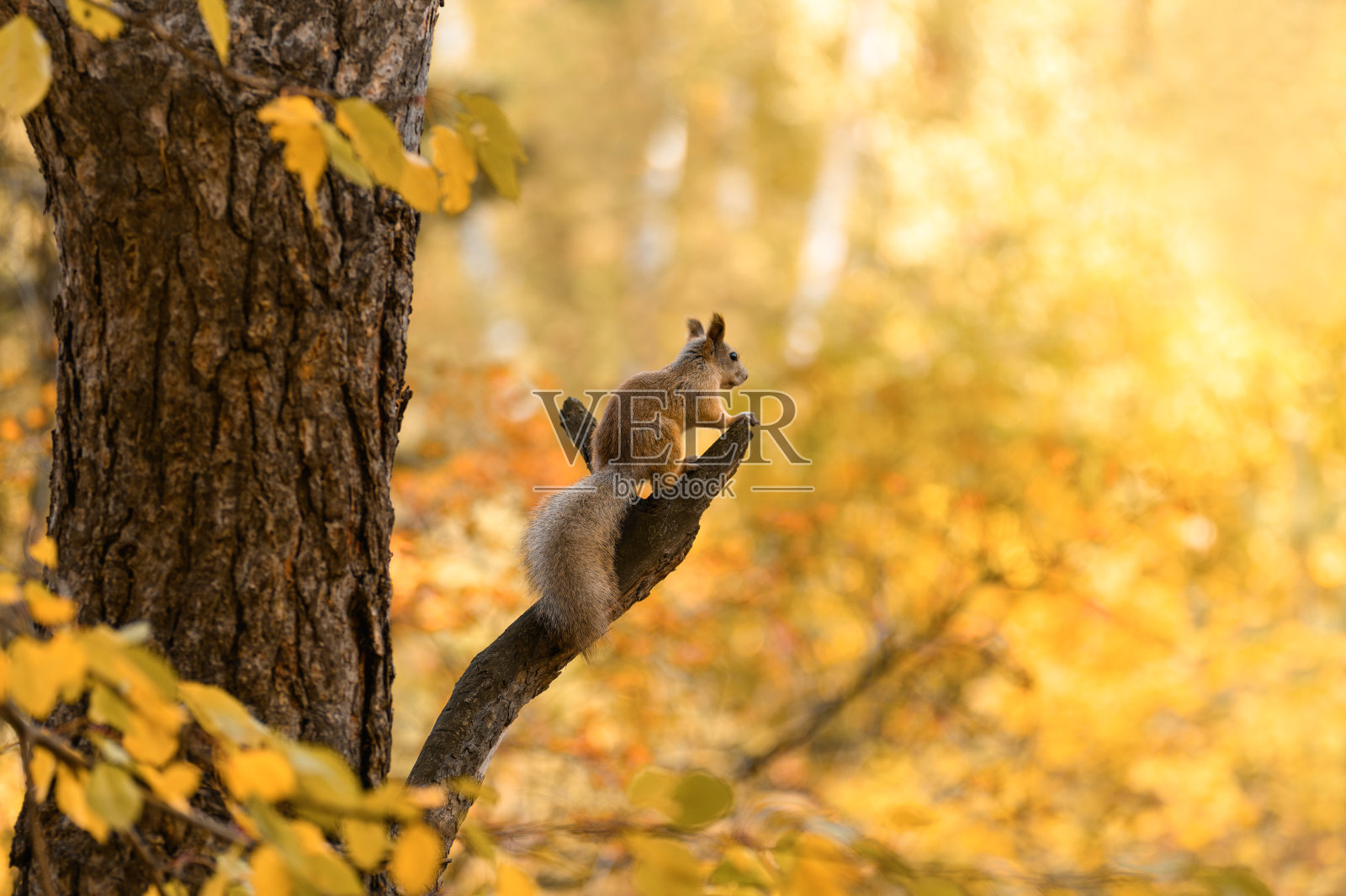 一只松鼠坐在秋天森林的树枝上,望向远方。秋天的风景照片摄影图片