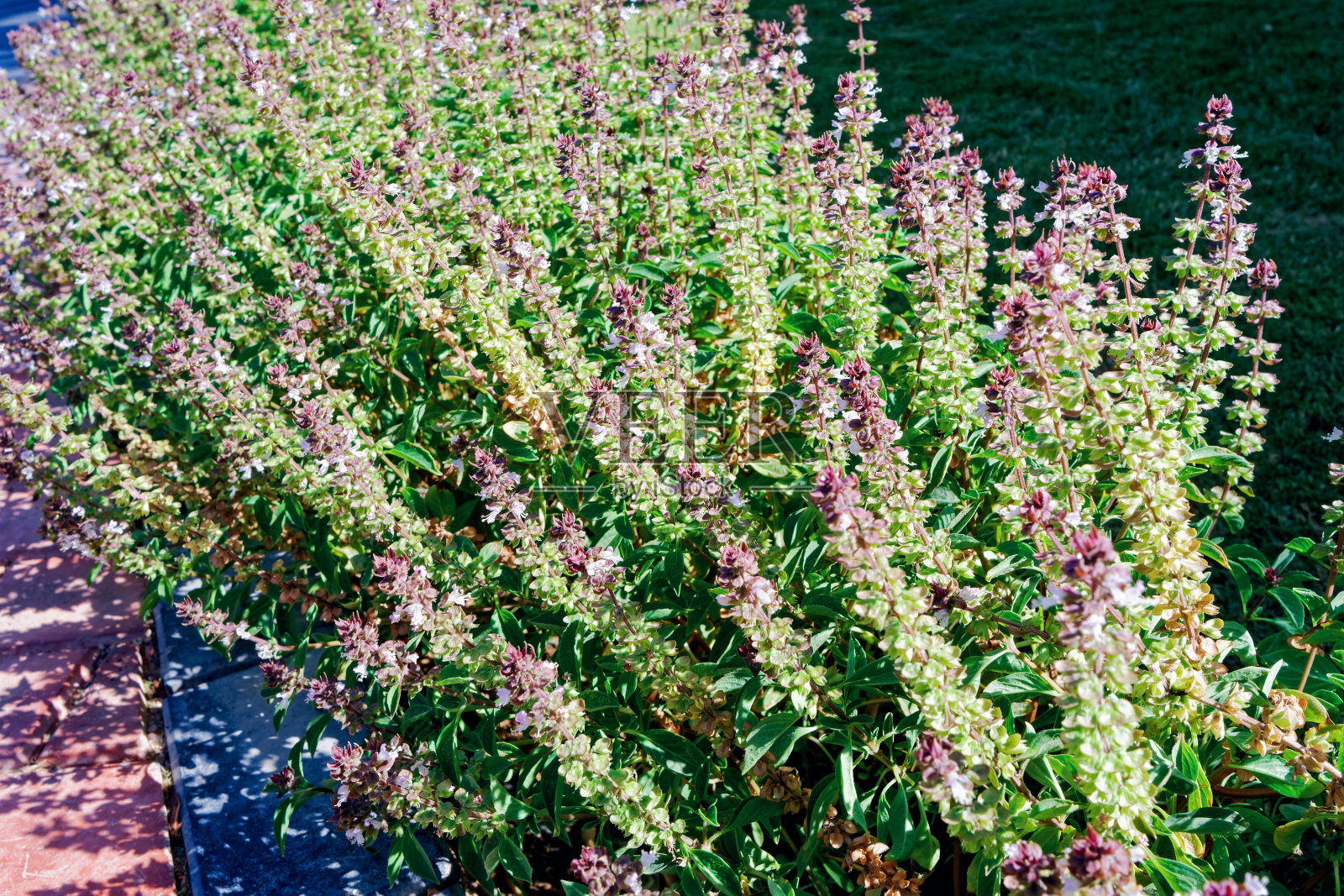 花园草坪上盛开的观赏性薰衣草灌木。景观设计、园艺概念照片摄影图片