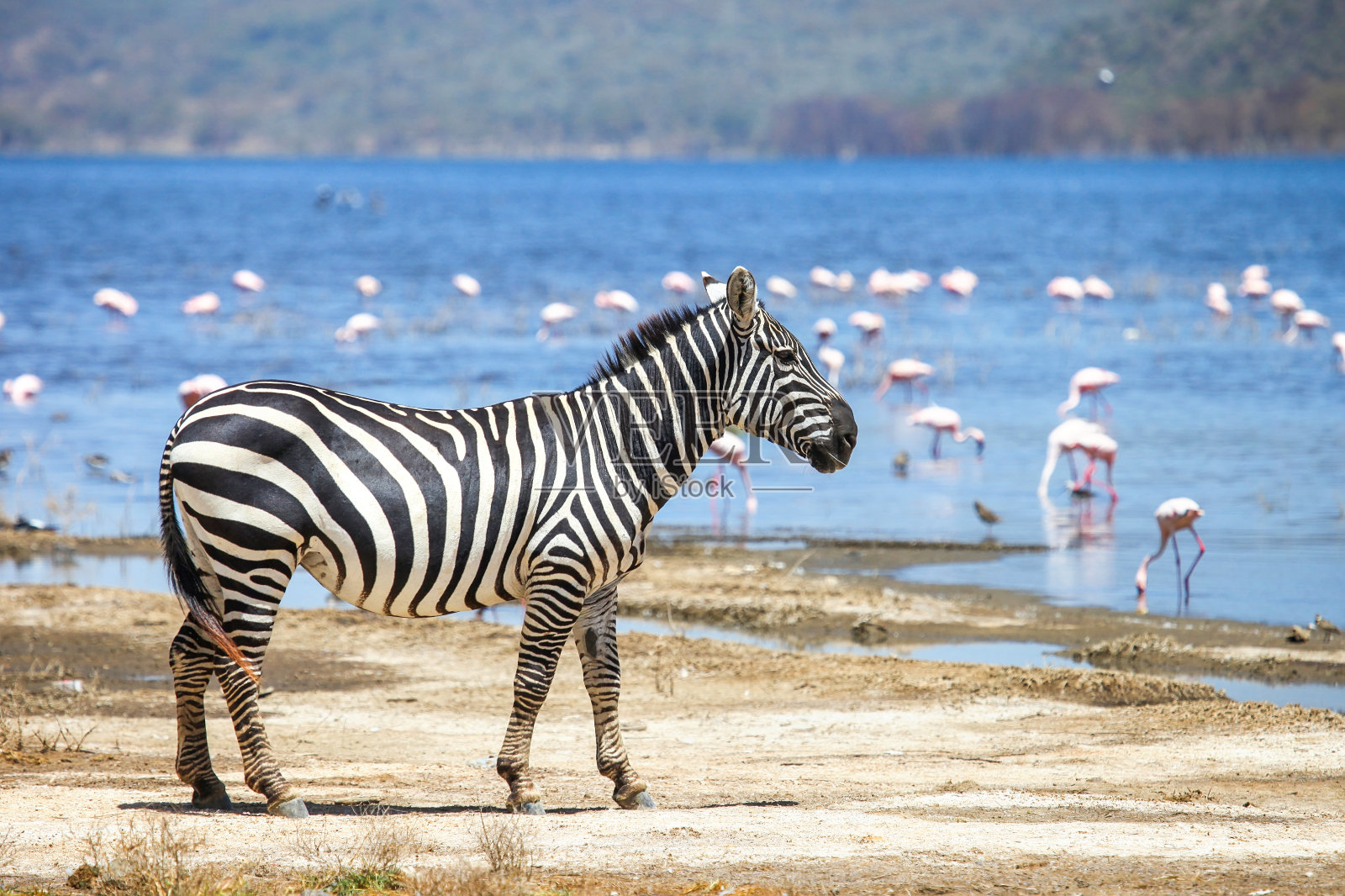 平原斑马照片摄影图片