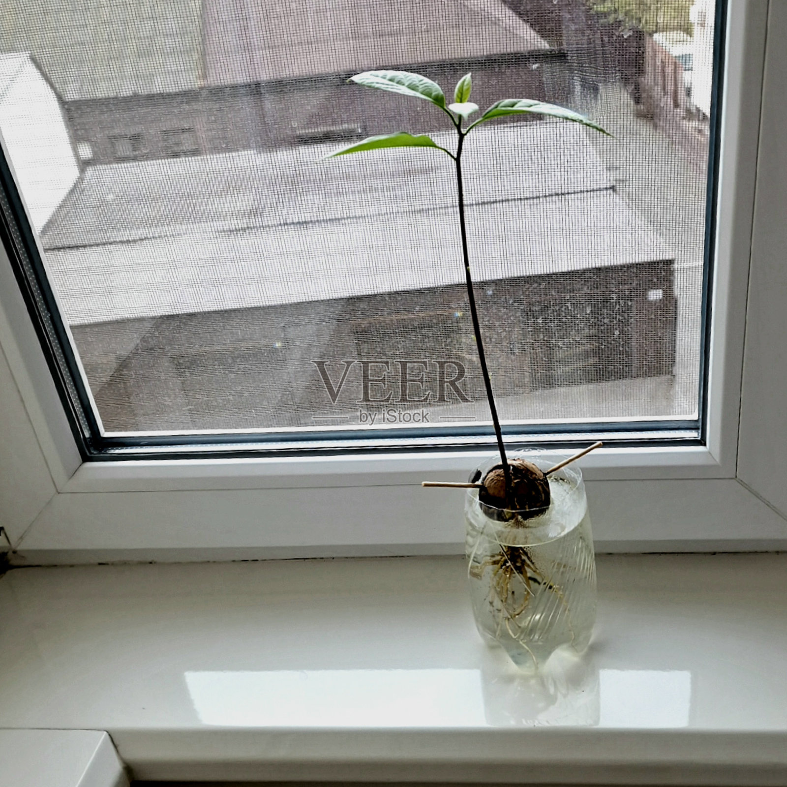 鳄梨是从种子开始生长的照片摄影图片