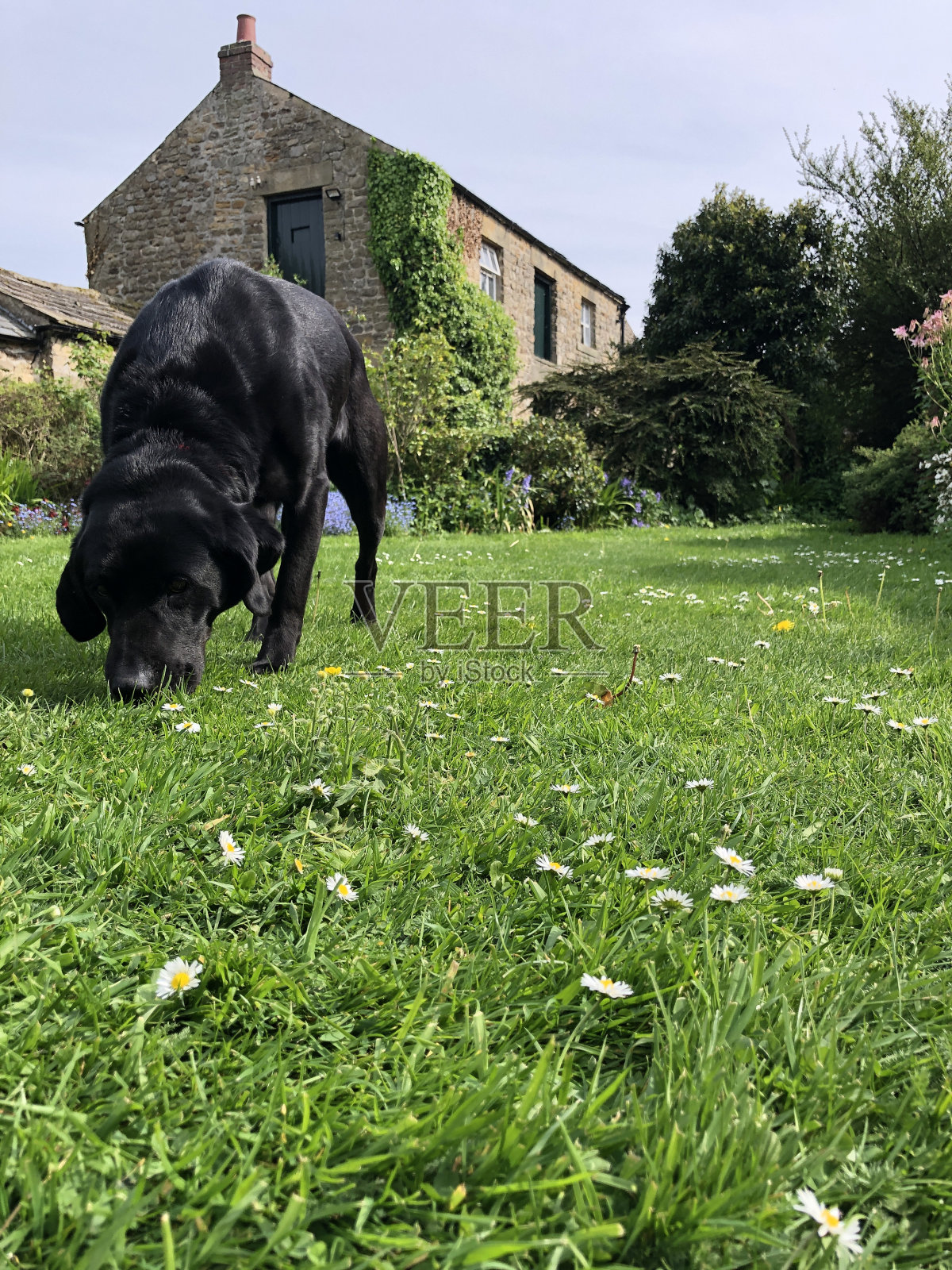 春天草坪上的黑色拉布拉多照片摄影图片