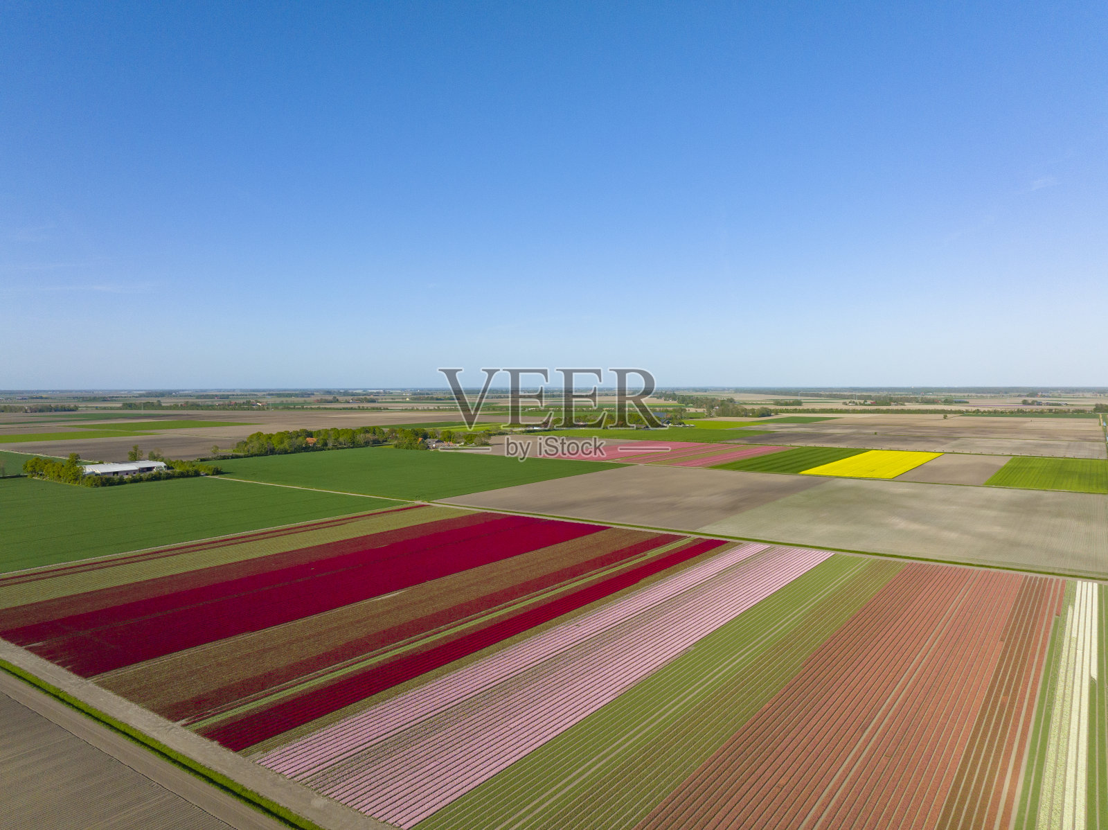 从上面看,春天郁金香在农田里生长照片摄影图片
