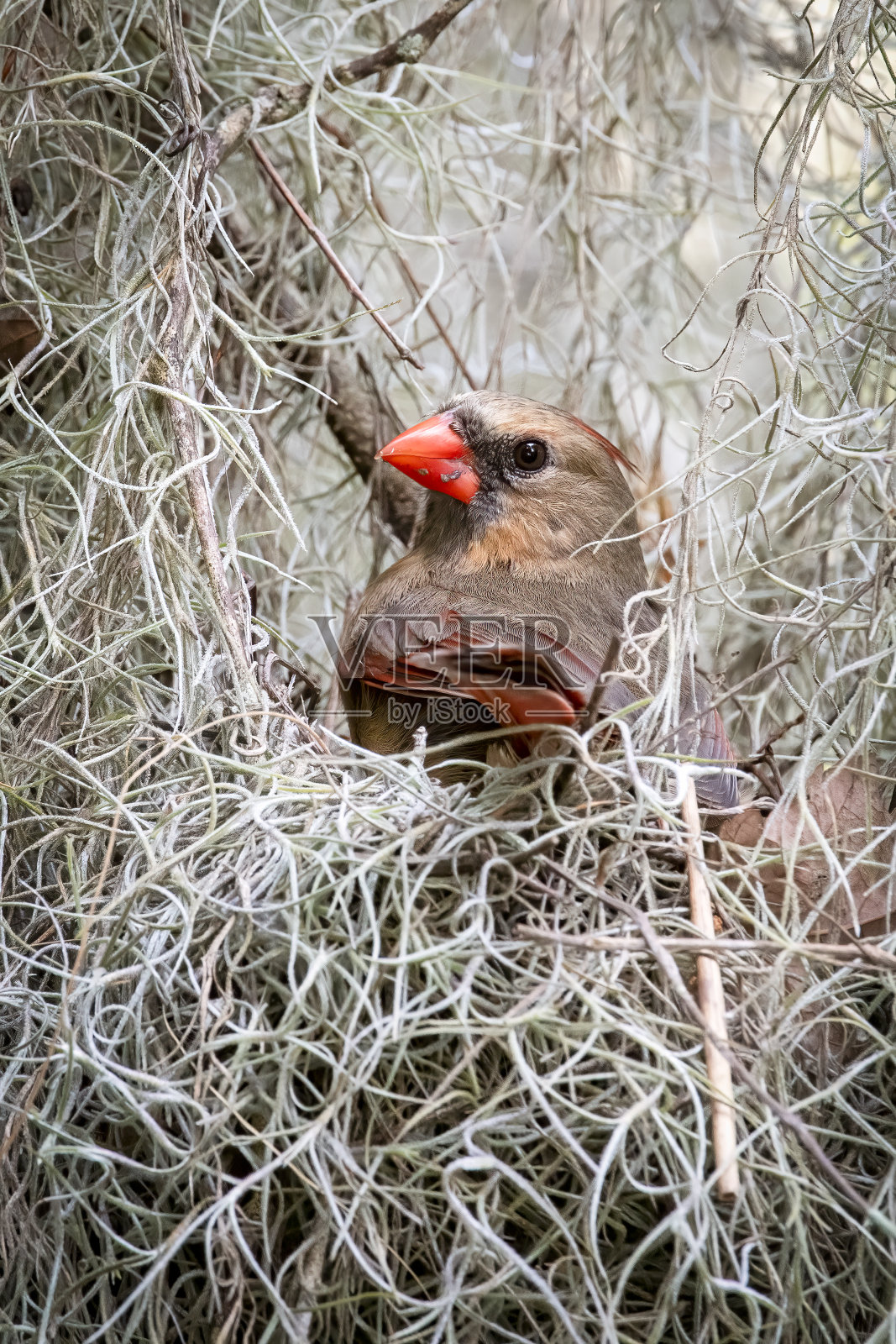 北部的红衣主教照片摄影图片