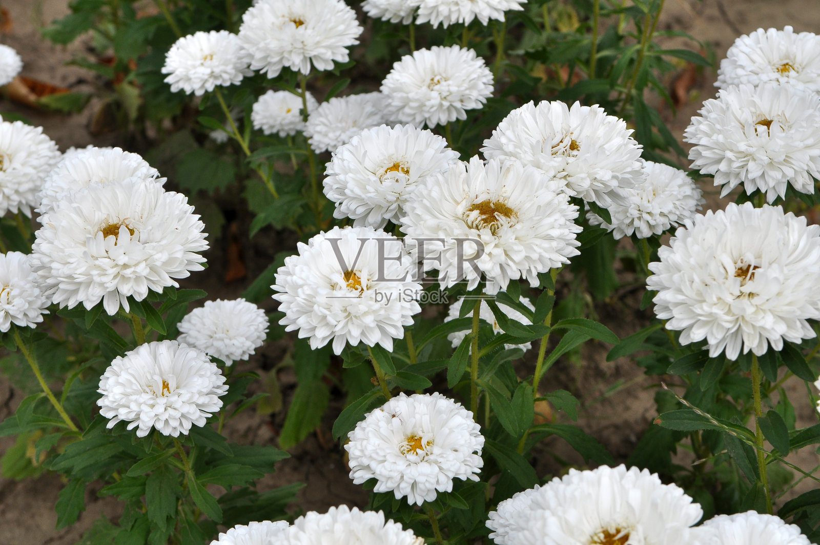 花坛上有紫菀花照片摄影图片