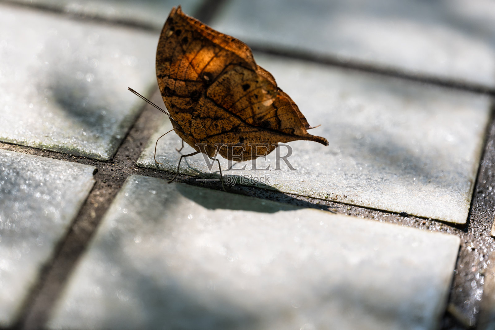 死叶蝴蝶在水泥地板上照片摄影图片