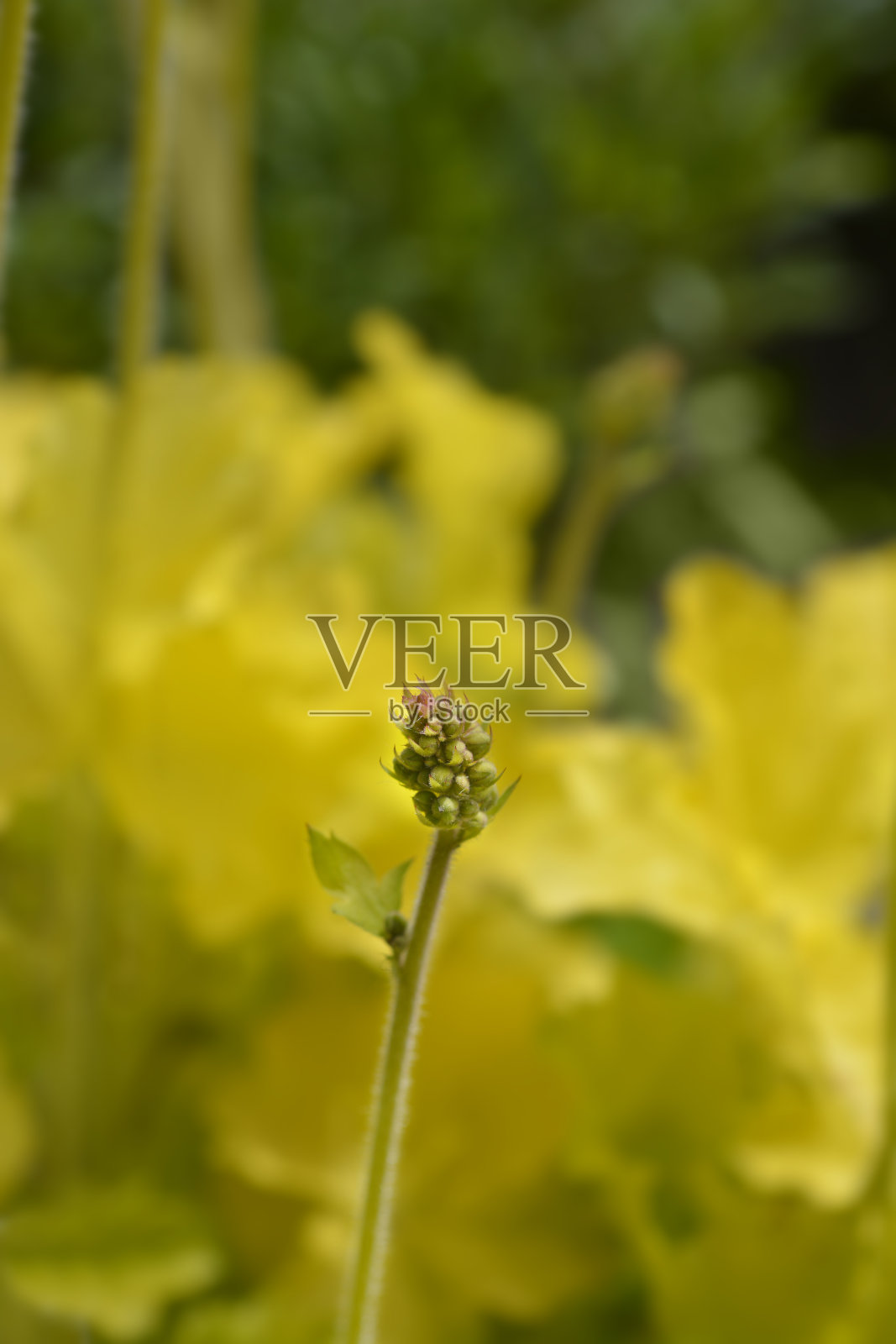 珊瑚铃电石灰照片摄影图片