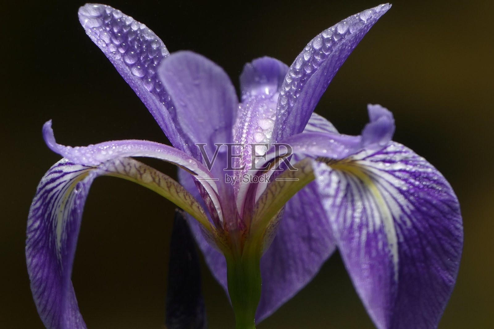 虹膜照片摄影图片