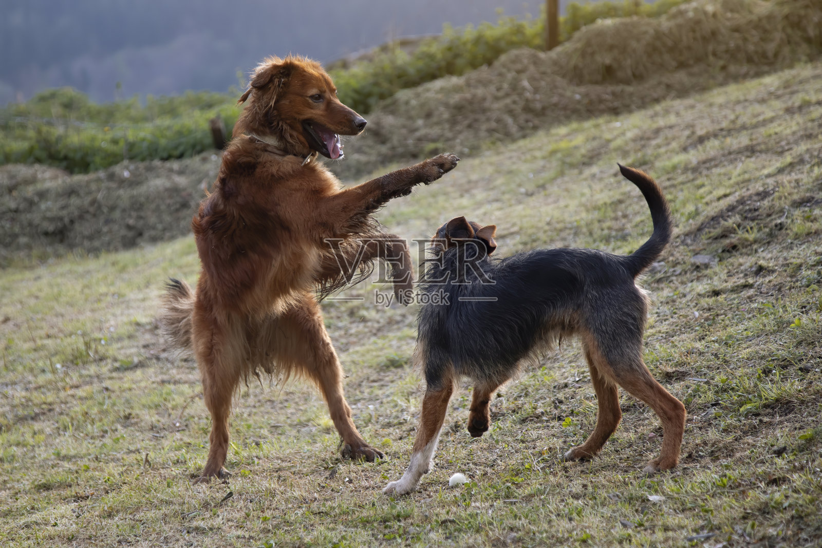 棕色巴斯克牧羊犬跳了起来,用爪子抓着黑色小猎犬的头。在家里的花园里玩。照片摄影图片