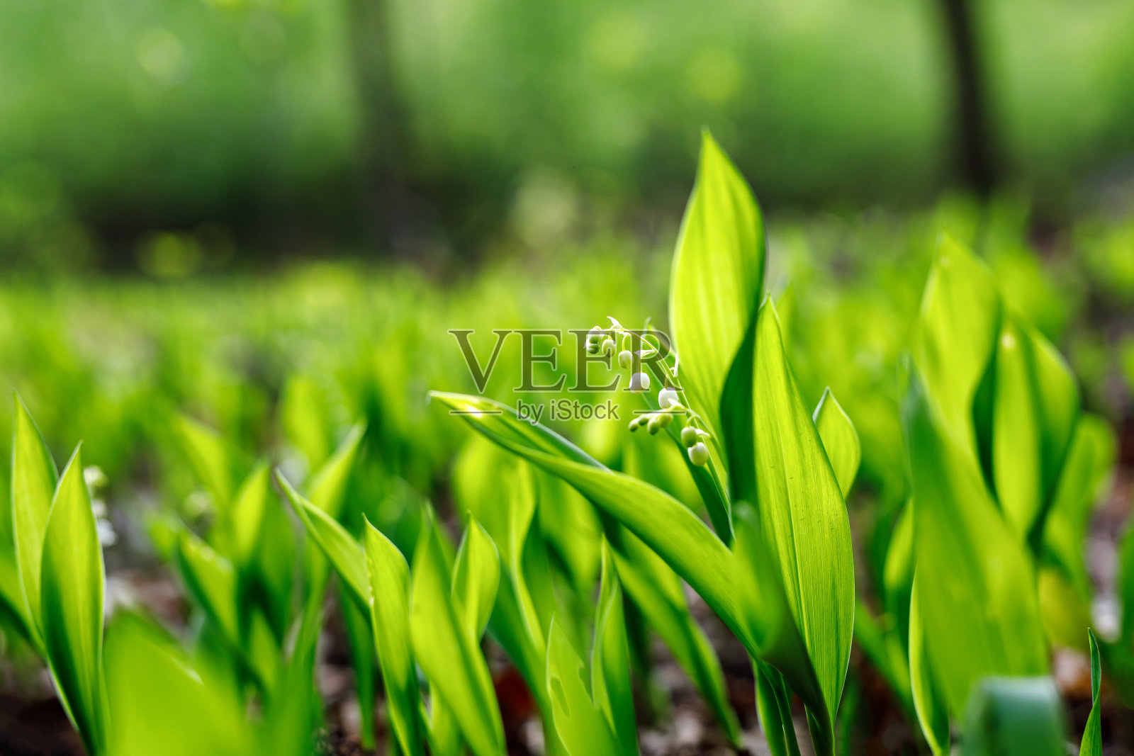 盛开的百合的山谷背景。特写自然纹理。照片摄影图片