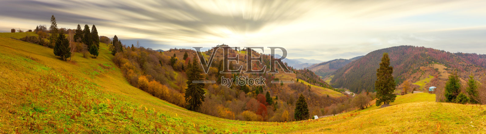 喀尔巴阡山,乌克兰。在炎热的夏夜,一片美丽的林间空地,绿树成荫,鲜花盛开。照片摄影图片