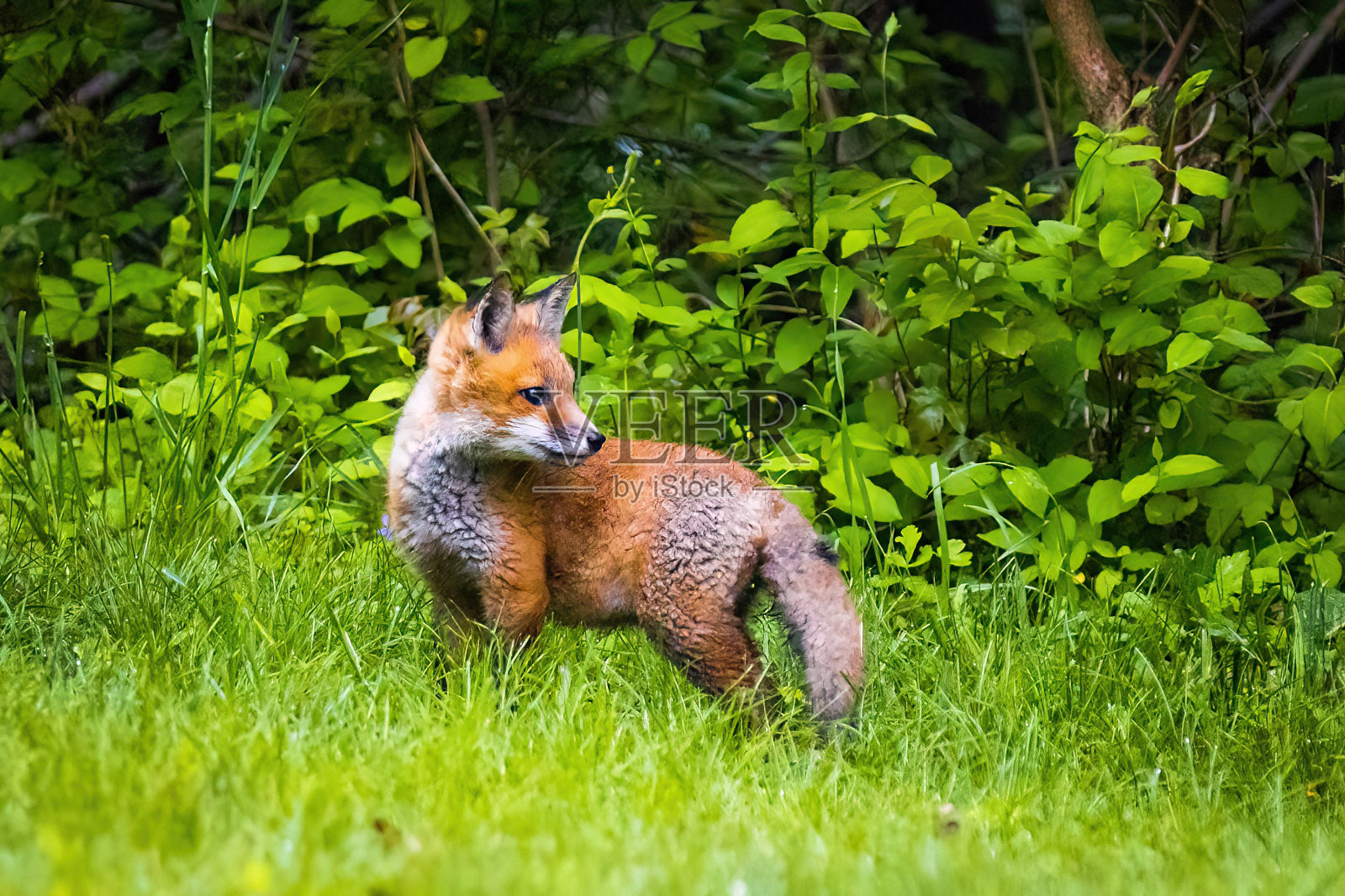 可爱的棕色小狐狸在野生森林的特写肖像照片摄影图片