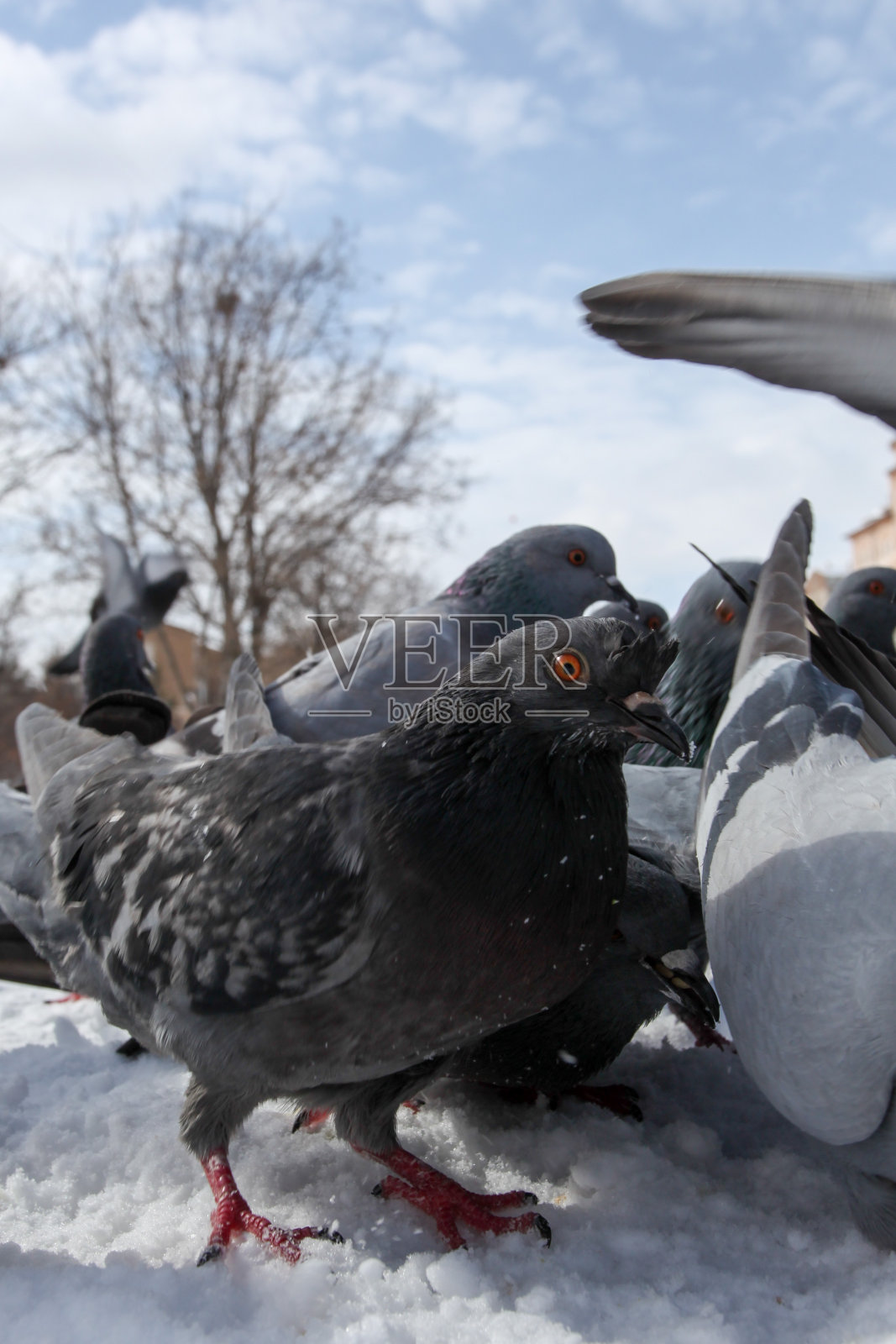 鸟类和雪照片摄影图片