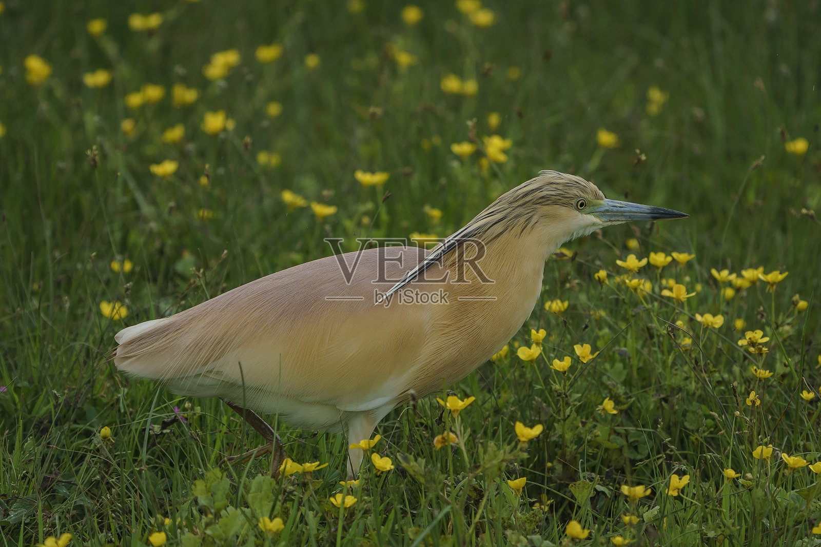 Squacco Heron (Ardeola ralloides)照片摄影图片