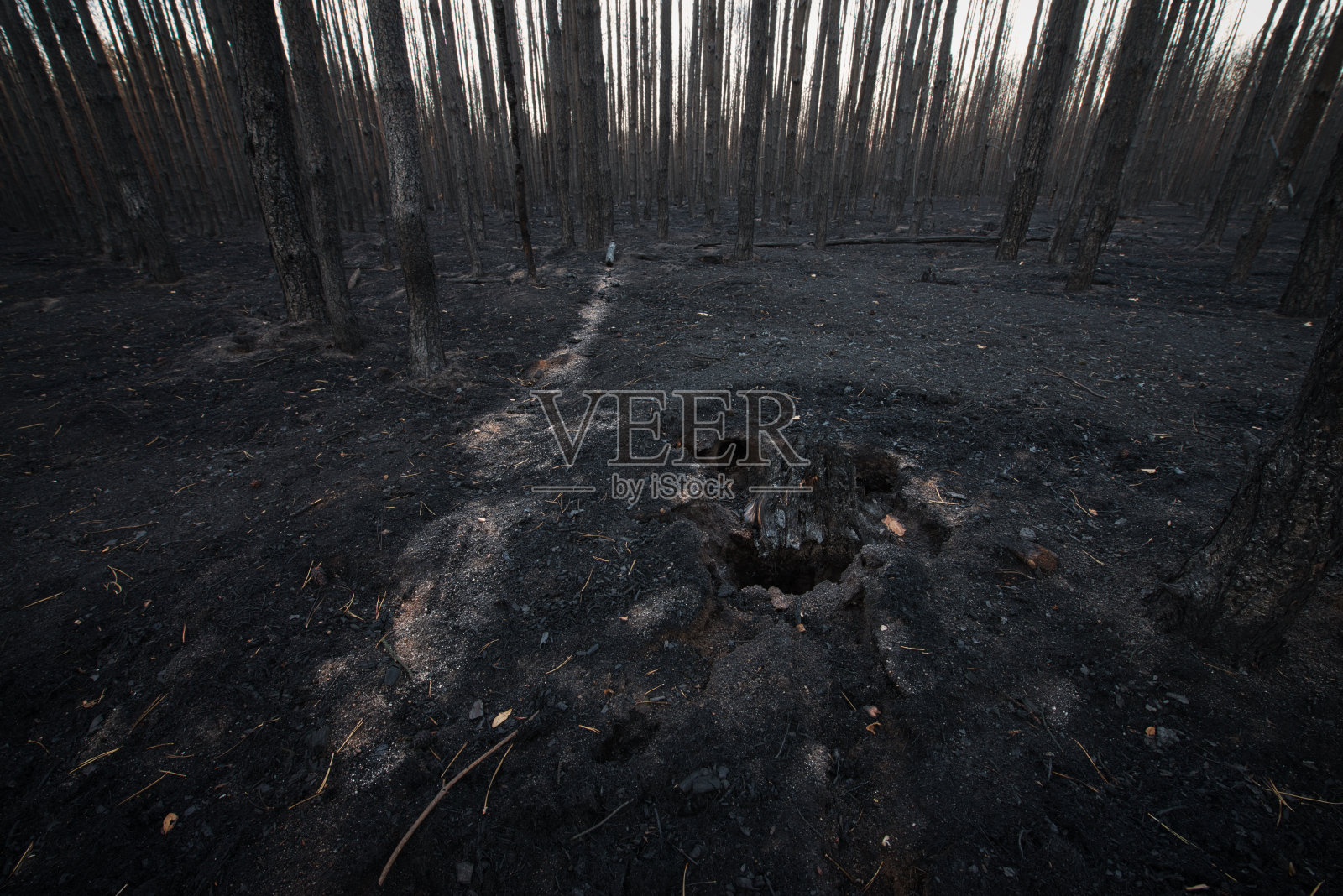 Jüterbog附近的森林大火之后照片摄影图片