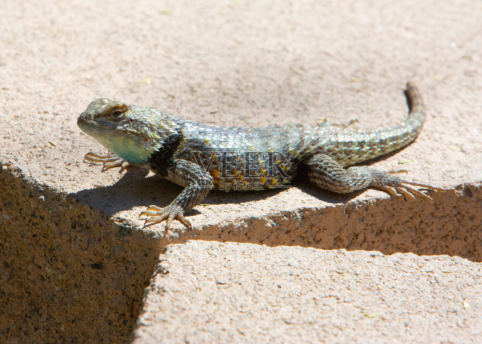 沙漠带刺的蜥蜴照片摄影图片