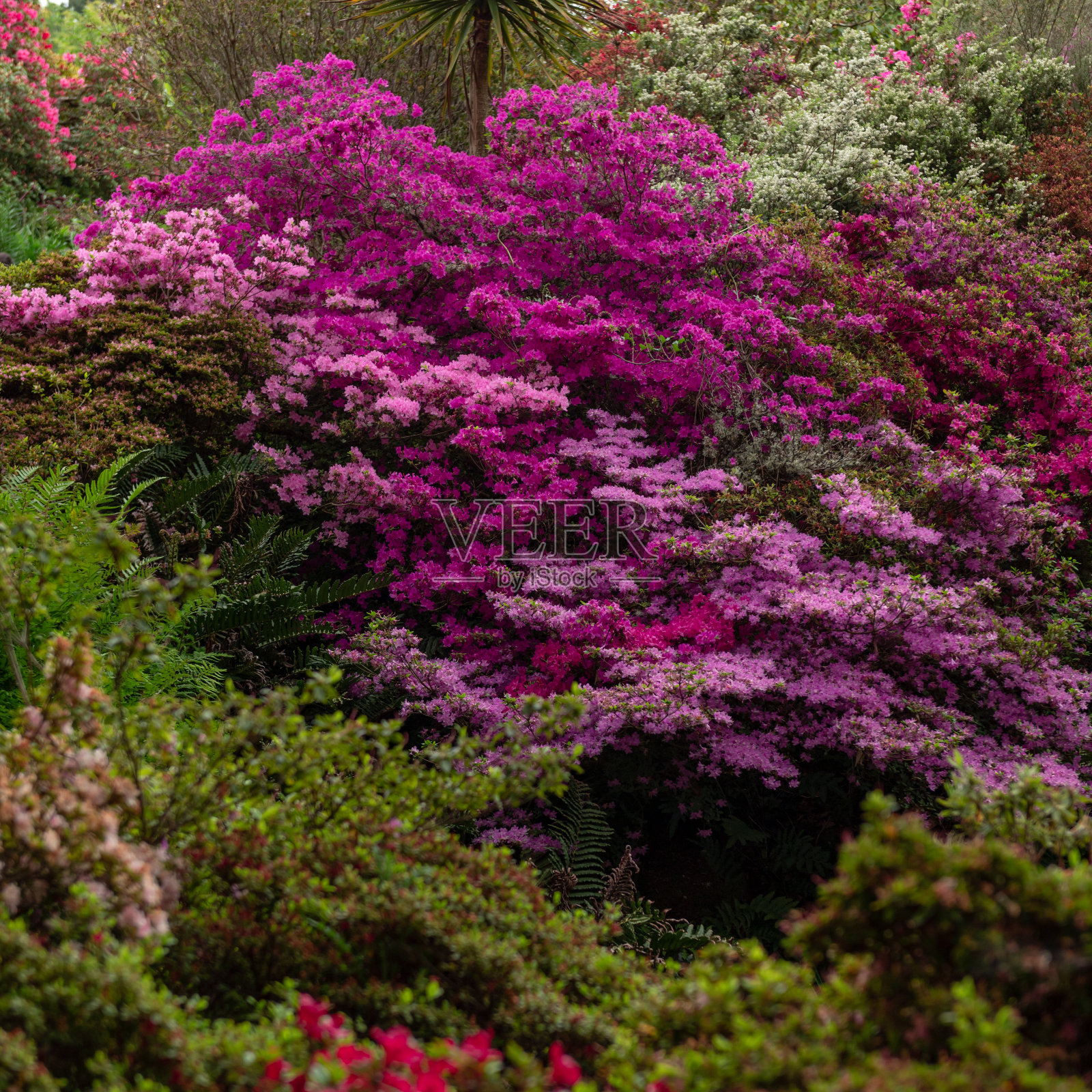 在春天有盛开的树木的花园照片摄影图片