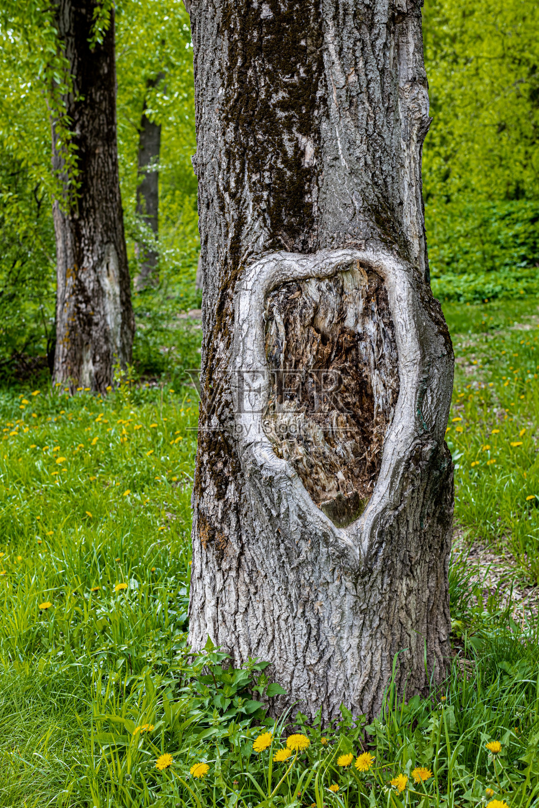 老树干,树皮破损很深照片摄影图片