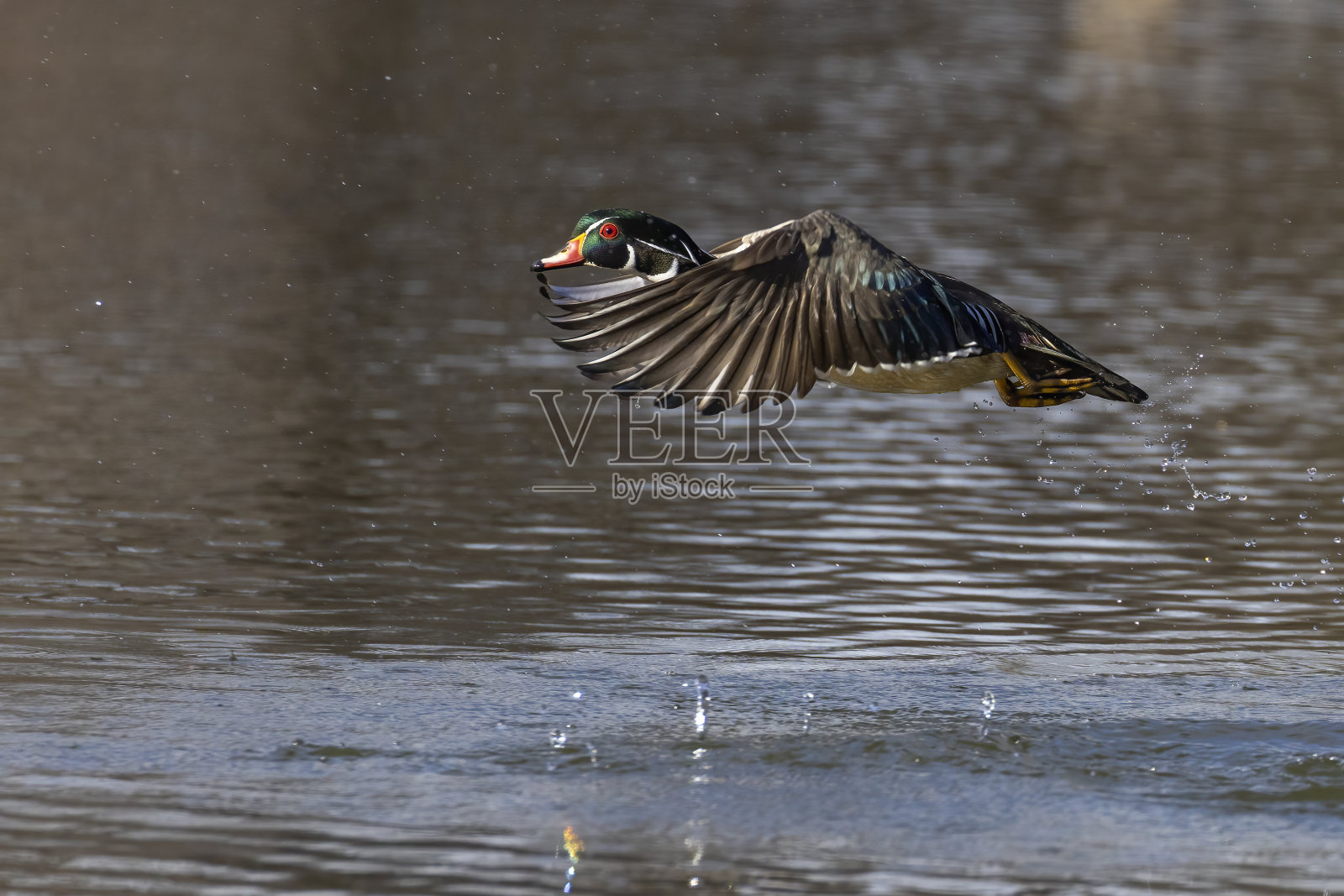 春天的木鸭照片摄影图片