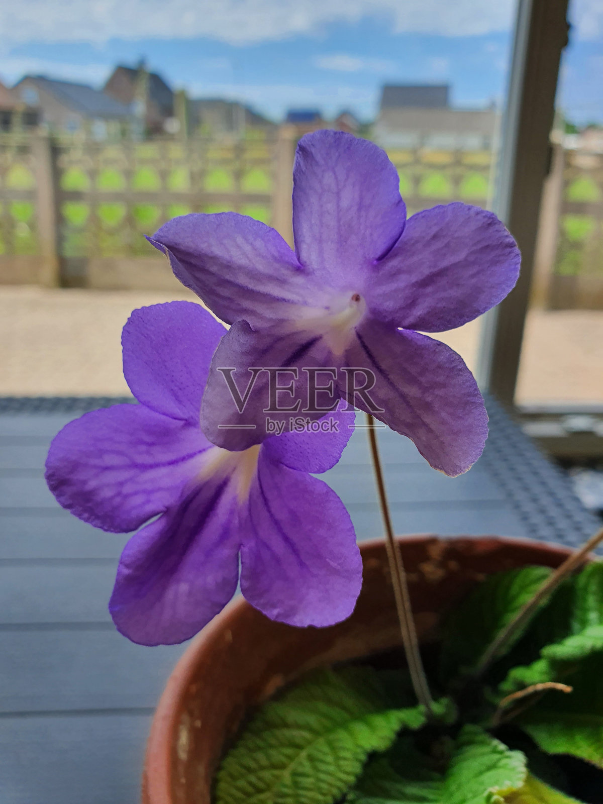 紫色的花照片摄影图片