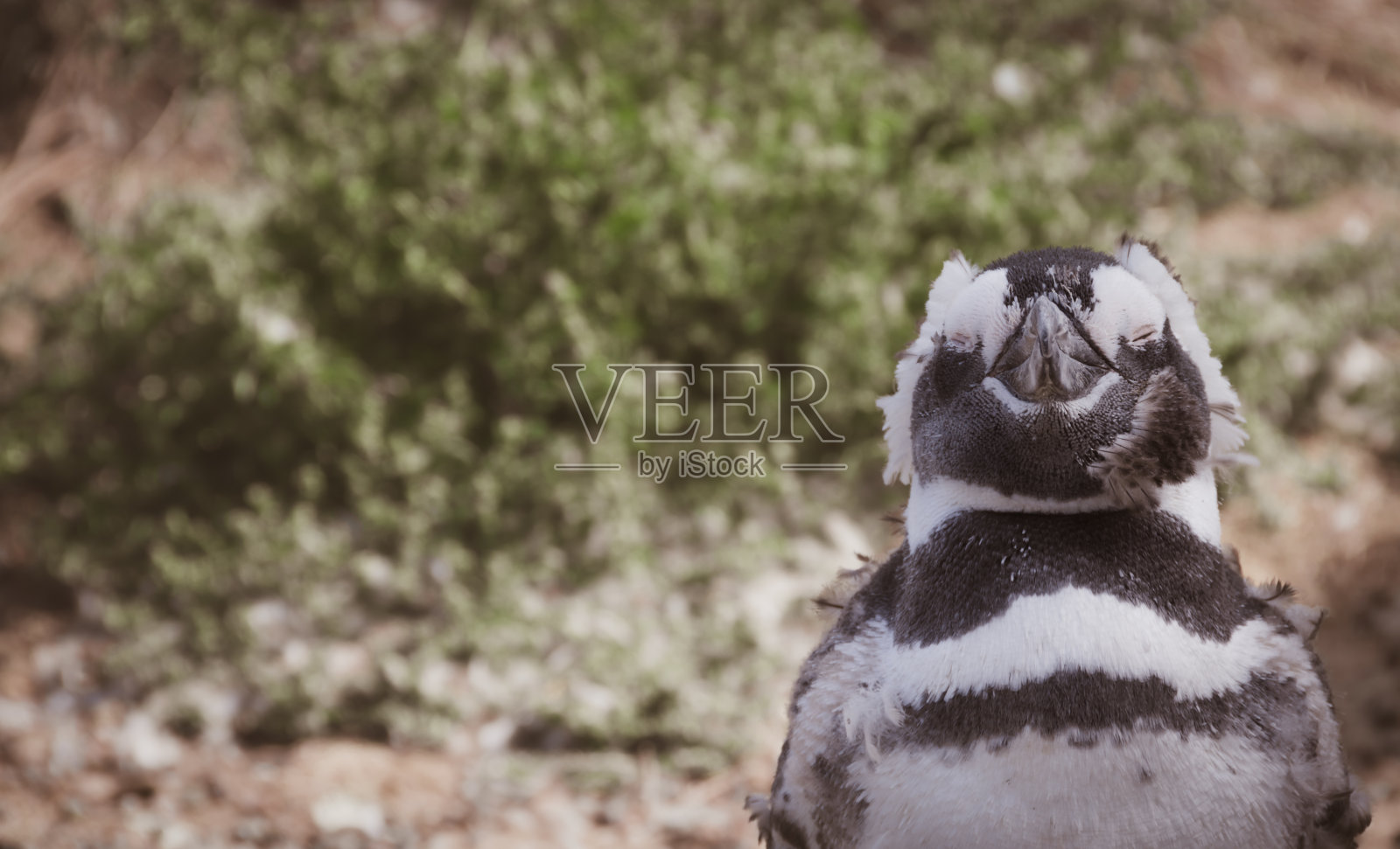 野生的麦哲伦企鹅闭着眼睛在相机前摆姿势。巴塔哥尼亚,阿根廷。照片摄影图片