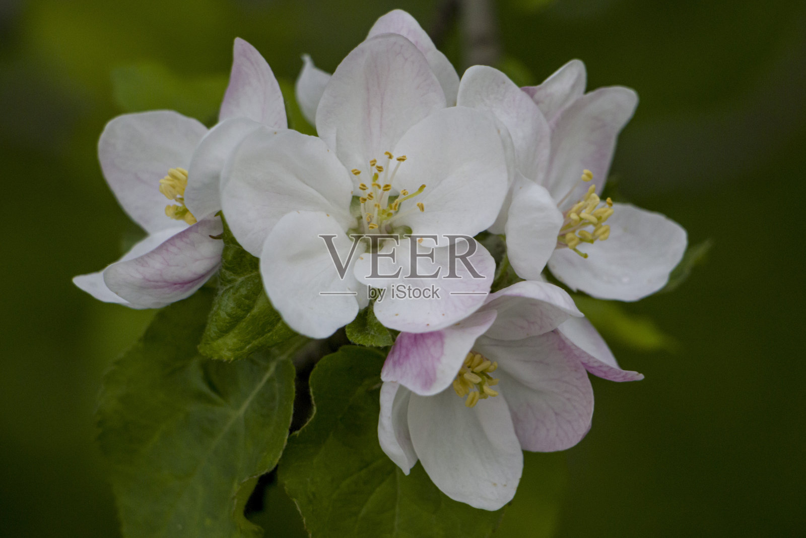 苹果树花。照片摄影图片