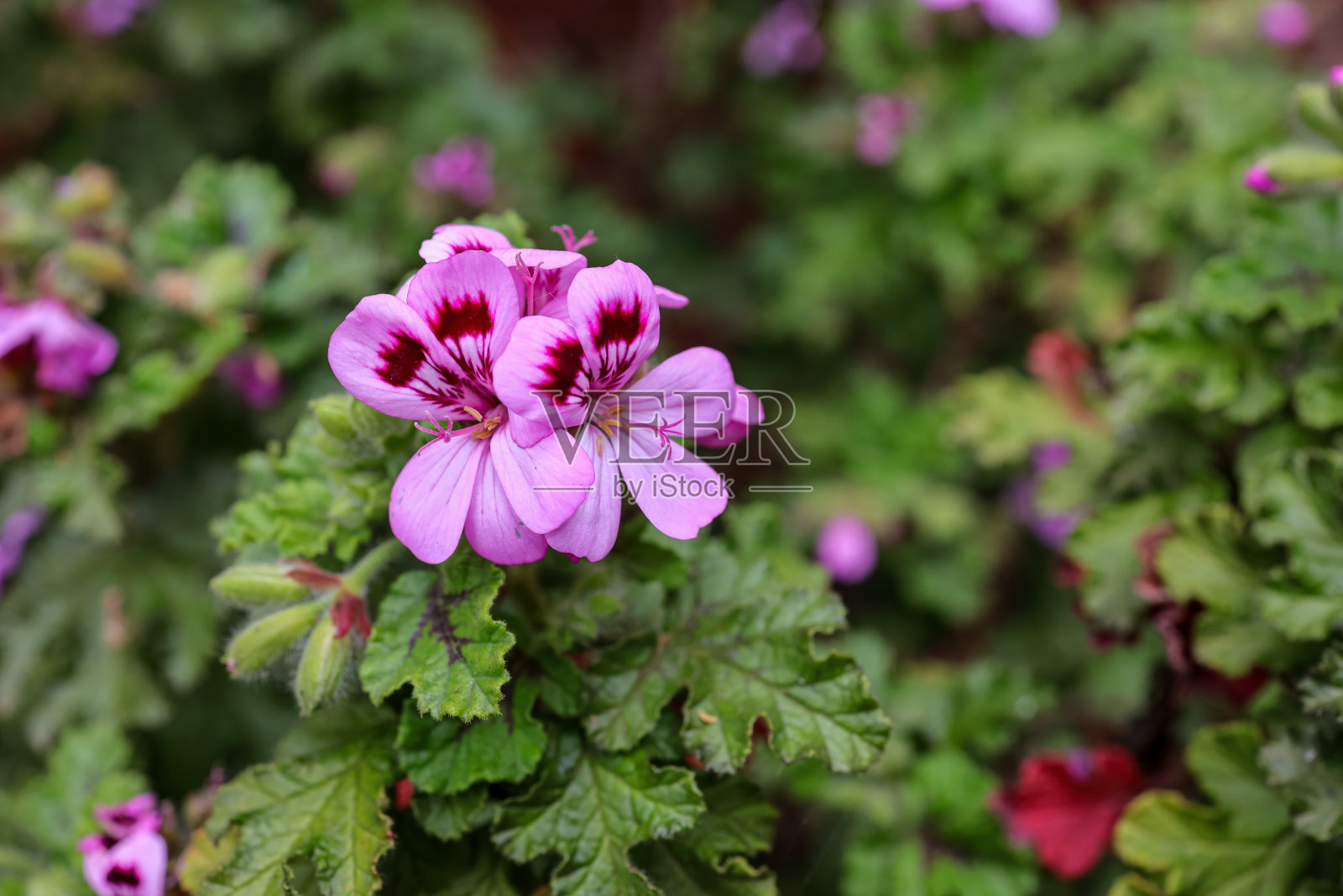春天盛开的橡树叶天竺葵紫色花朵。照片摄影图片