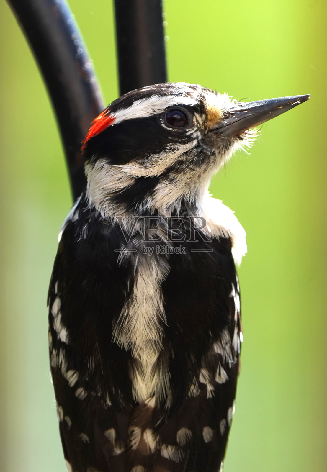 一只啄木鸟栖息在一根金属棒上照片摄影图片