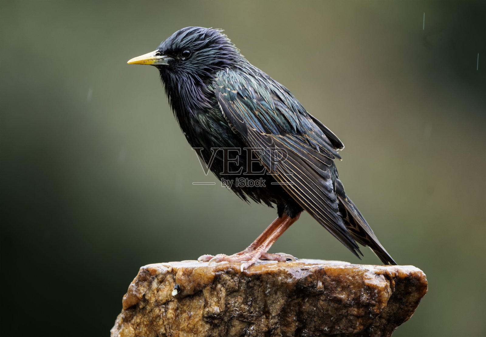 一只欧椋鸟在石板上摆姿势照片摄影图片