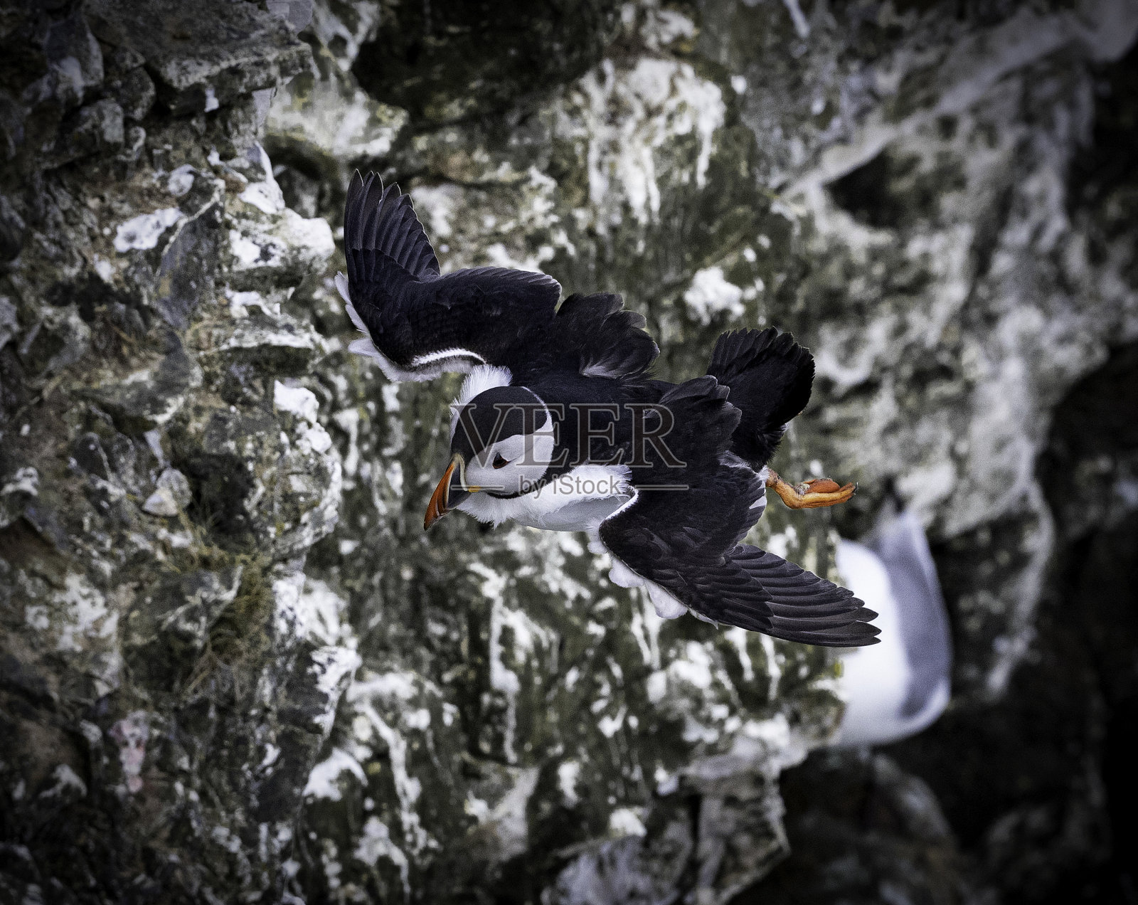空中飞翔的大西洋海鹦与悬崖背景照片摄影图片