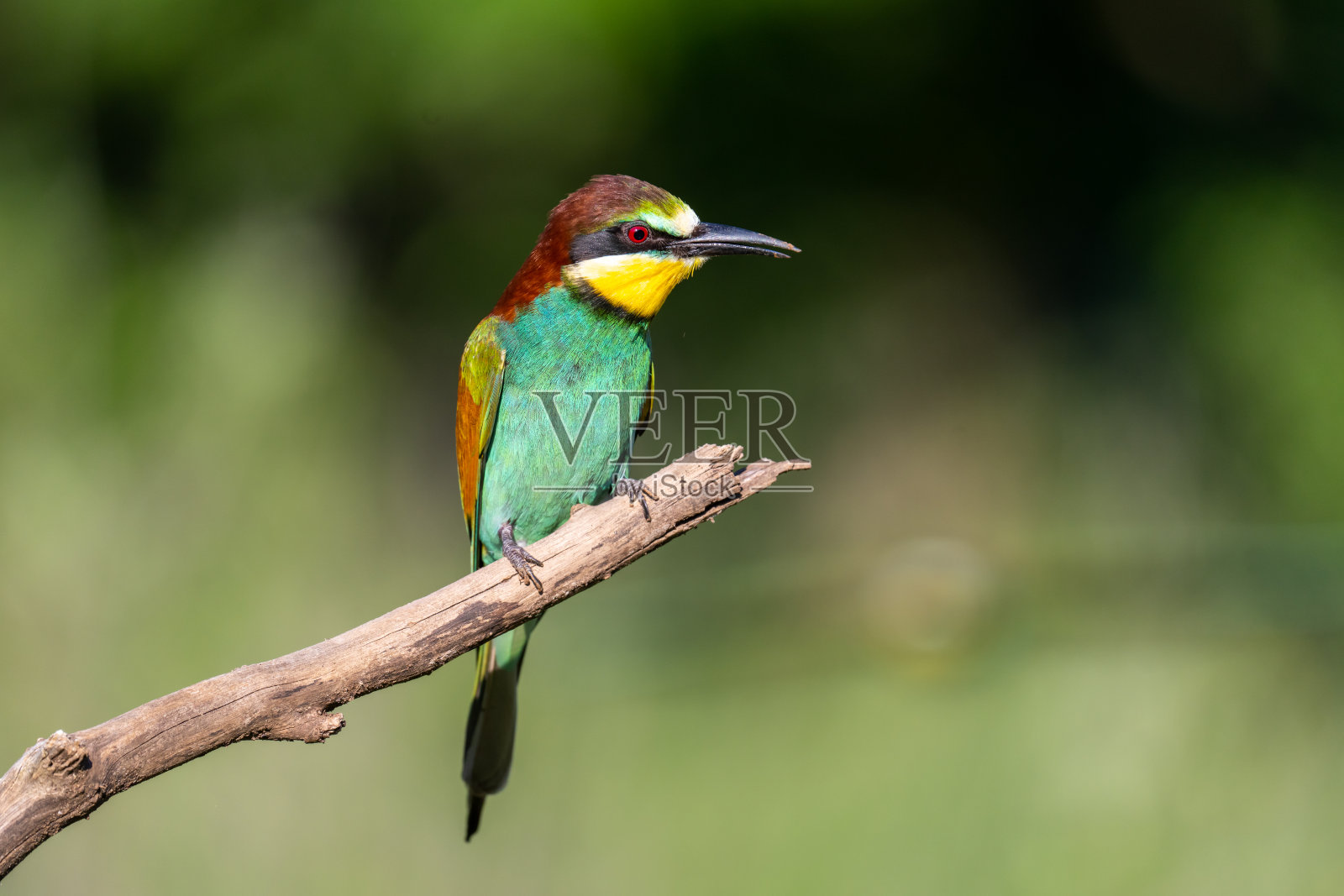 欧洲食蜂鸟照片摄影图片