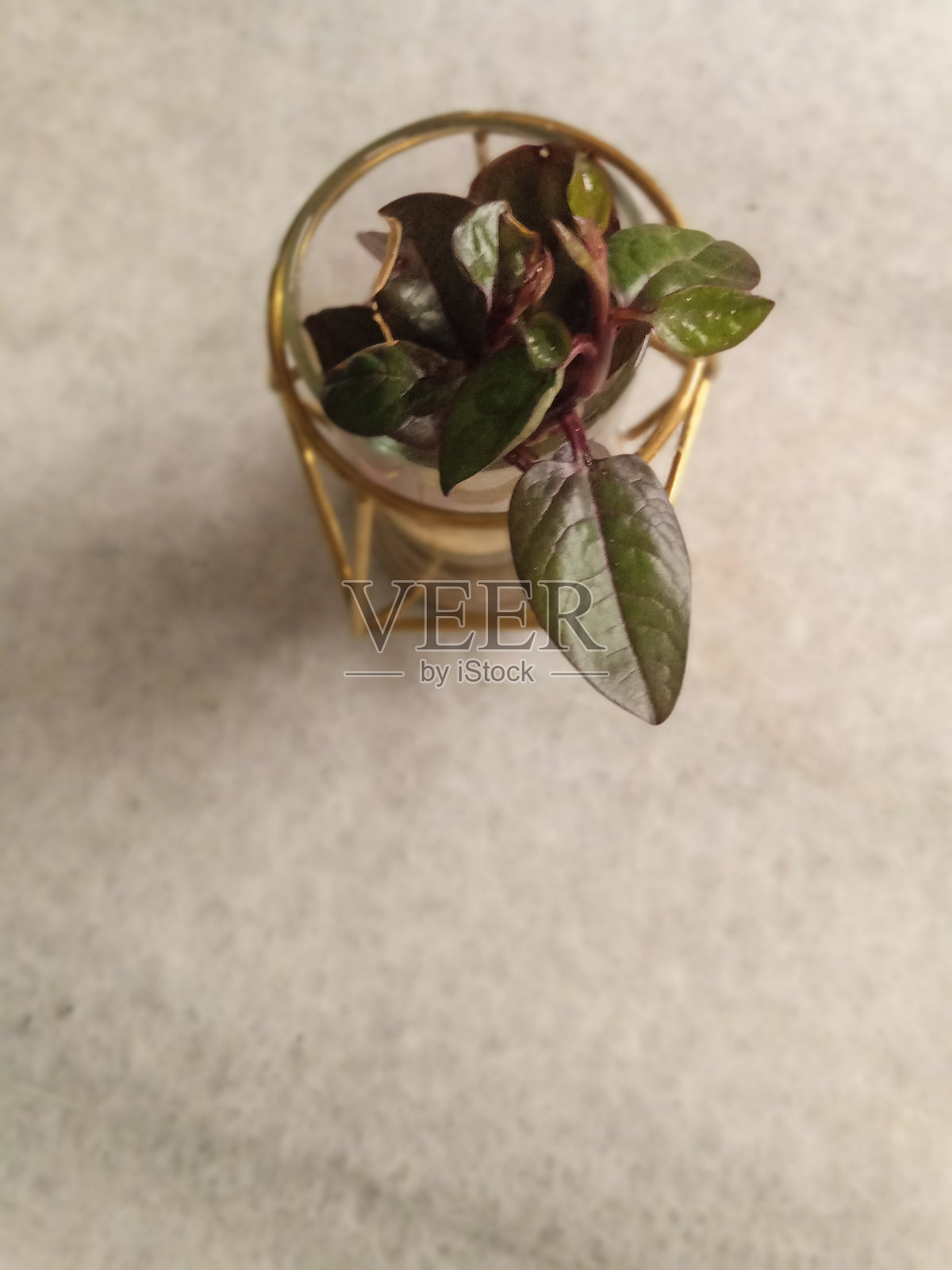 桌上的花真漂亮|图片|艺术|照片|摄影照片摄影图片