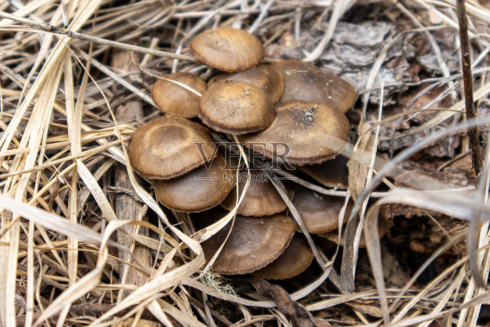 野生蘑菇照片摄影图片