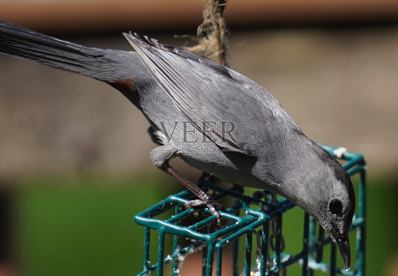 板油喂食器上的灰色猫鸟照片摄影图片