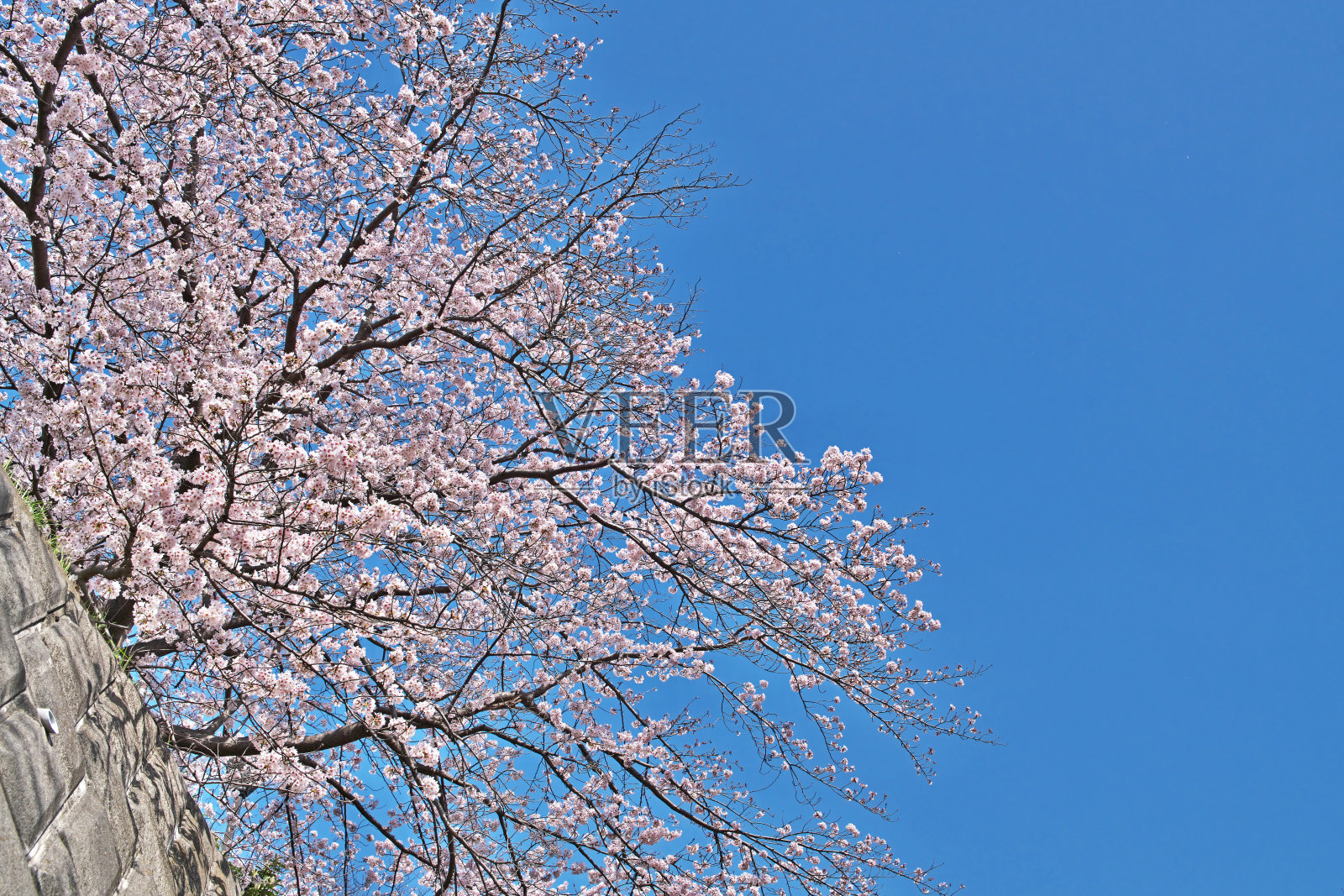 樱花照片摄影图片