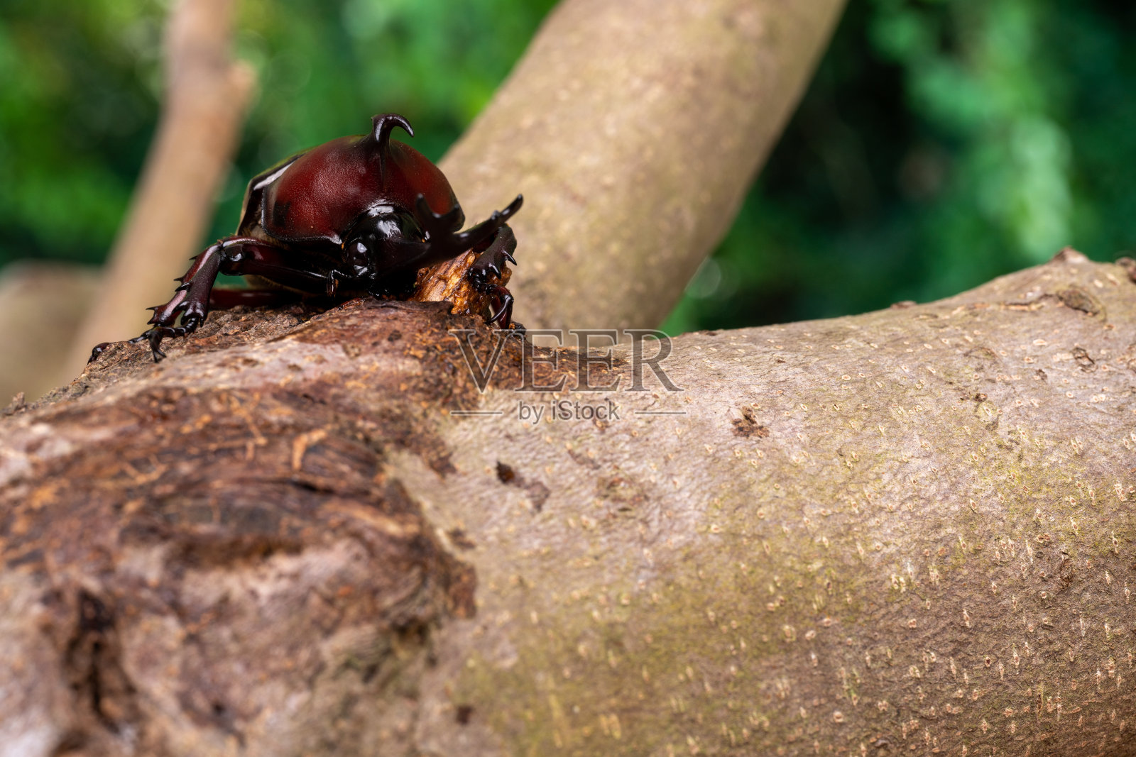 甲虫舔汁液的图片。照片摄影图片