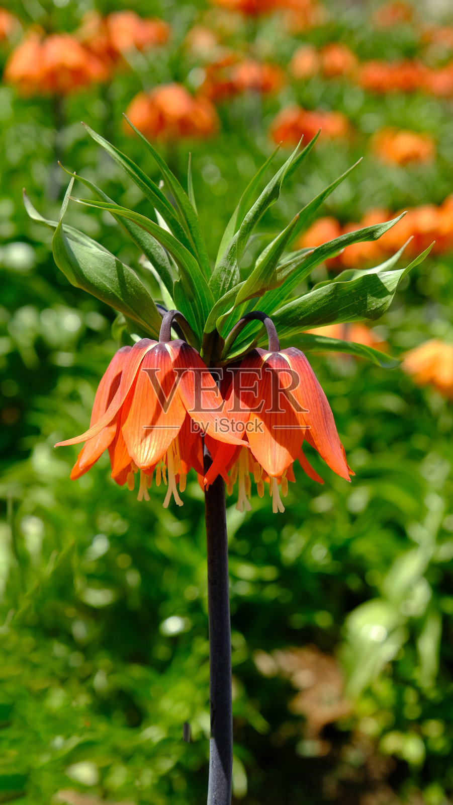 自然倒立郁金香,倒立郁金香照片摄影图片