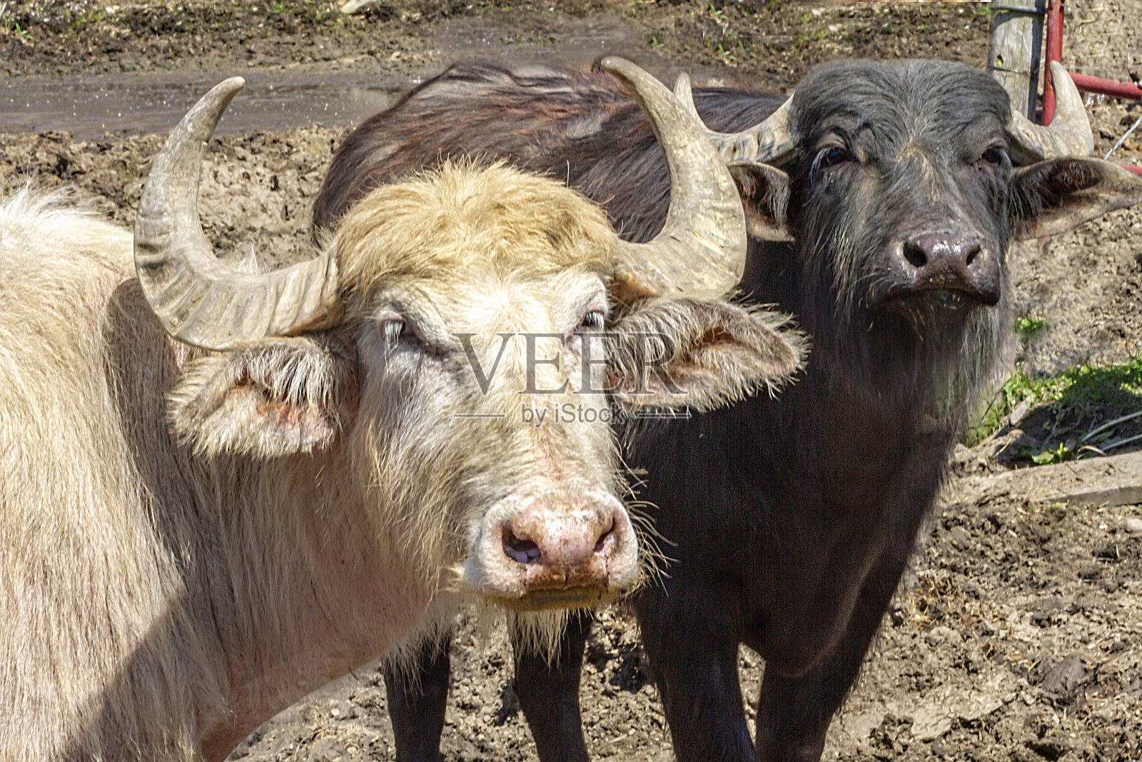 棕黑水牛照片摄影图片