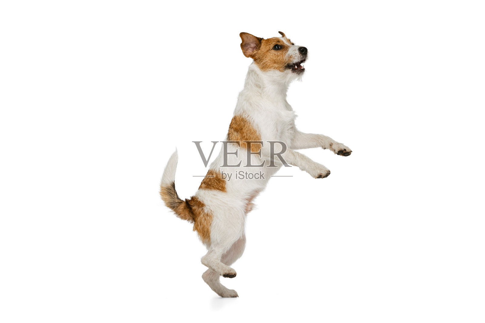 短毛杰克罗素梗狗摆孤立的白色背景。动物、品种、兽医、保健的概念照片摄影图片