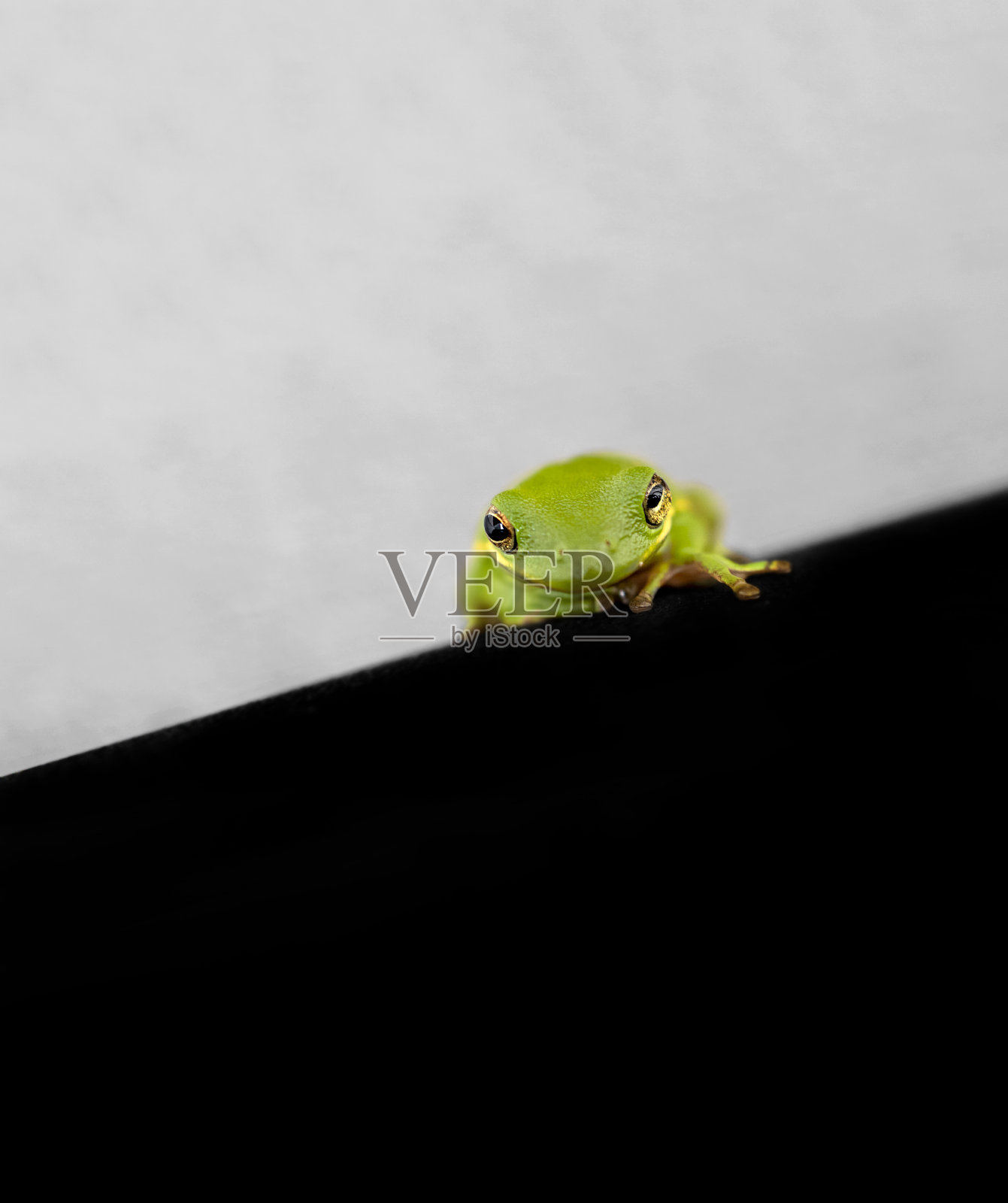 绿色树蛙的宏观选择性聚焦照片摄影图片