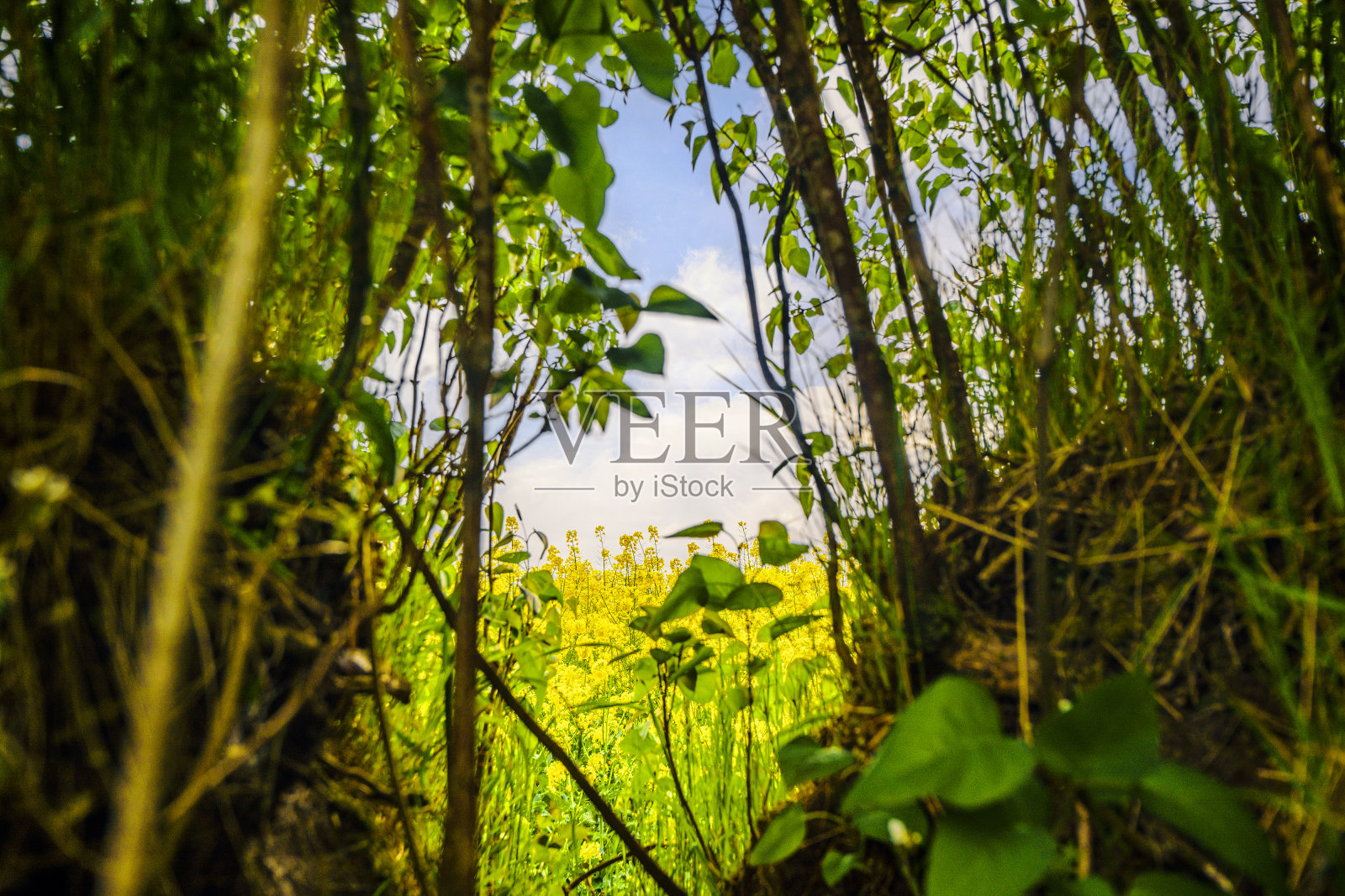 森林植被,可以看到一片油菜籽田照片摄影图片