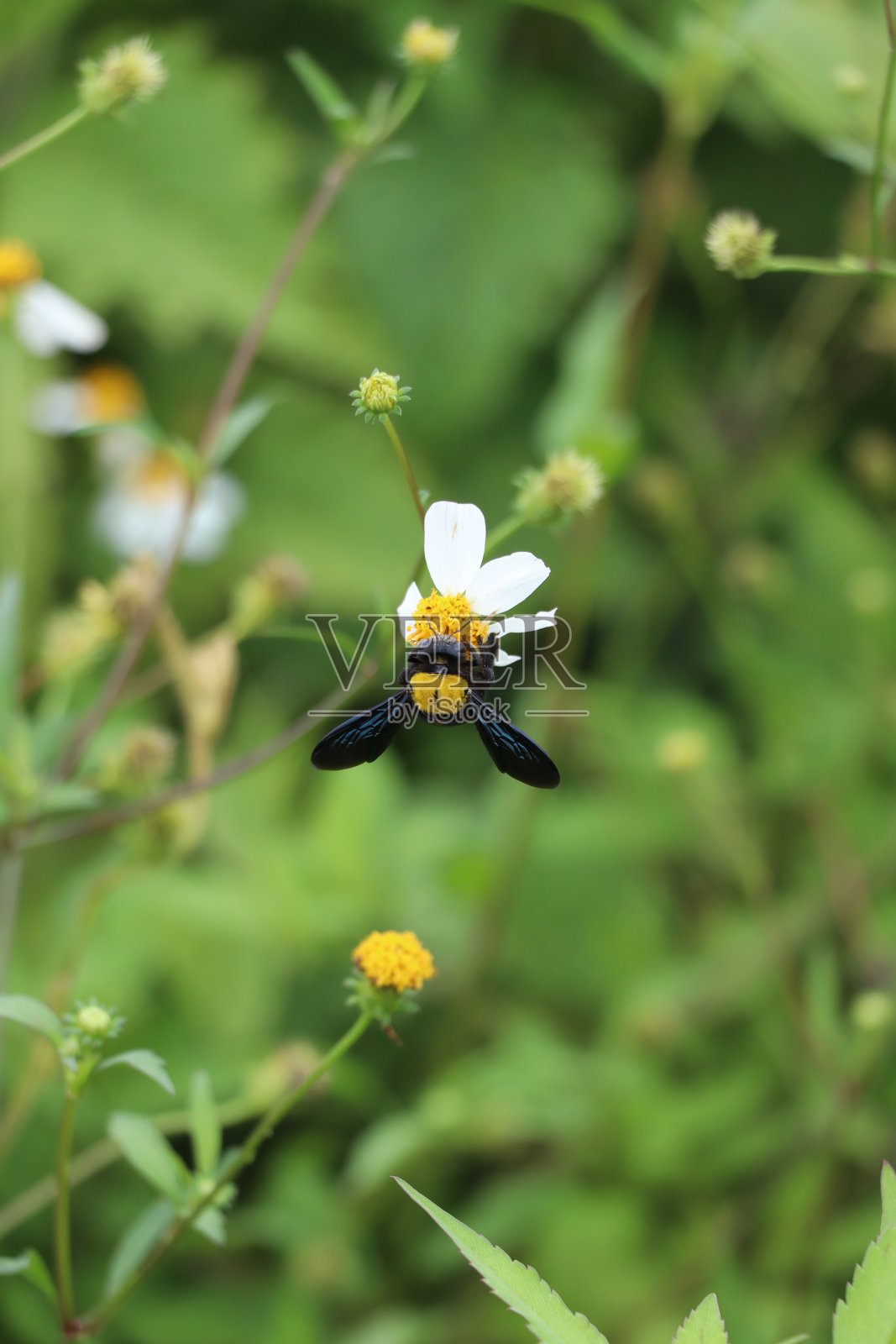 蜜蜂吮吸花蜜照片摄影图片
