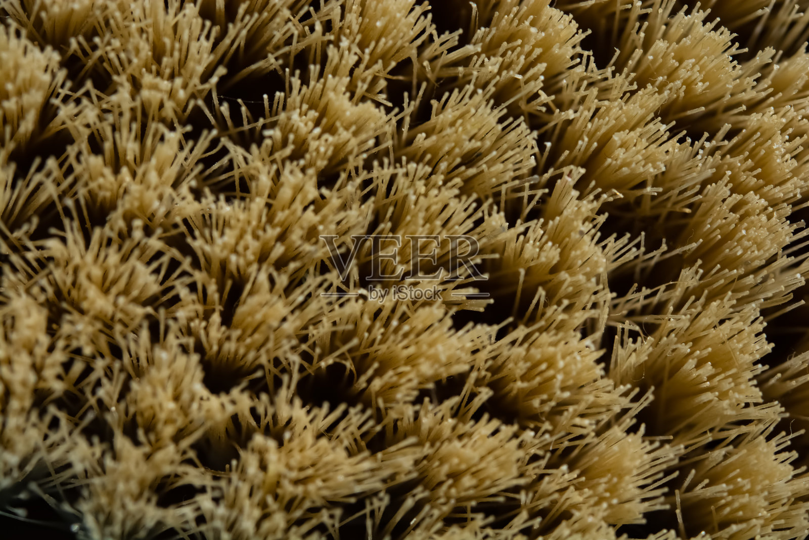 仙人掌纤维刷的微距照片。Spa美容的概念。用于干性身体按摩。微距照片的刷消除脂肪的身体按摩。画笔的背景是蓝色的。按摩油。身体霜。蓝色背景上涂着奶油。照片摄影图片