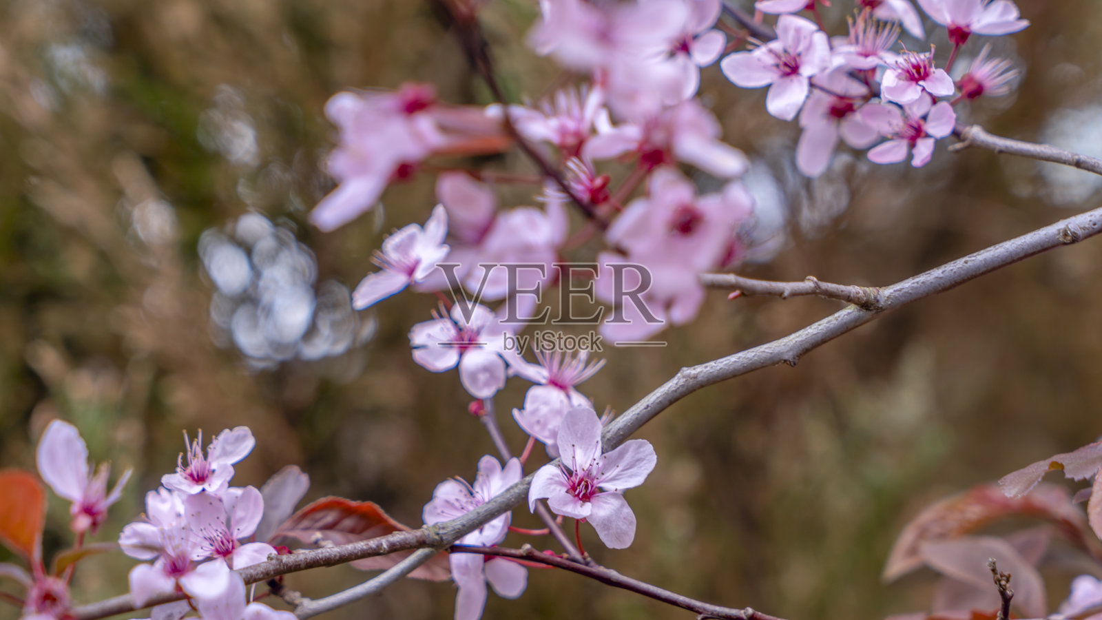 美丽的樱花盛开的特写。有选择性的重点。樱花的花园。美味的樱花盛开。照片摄影图片